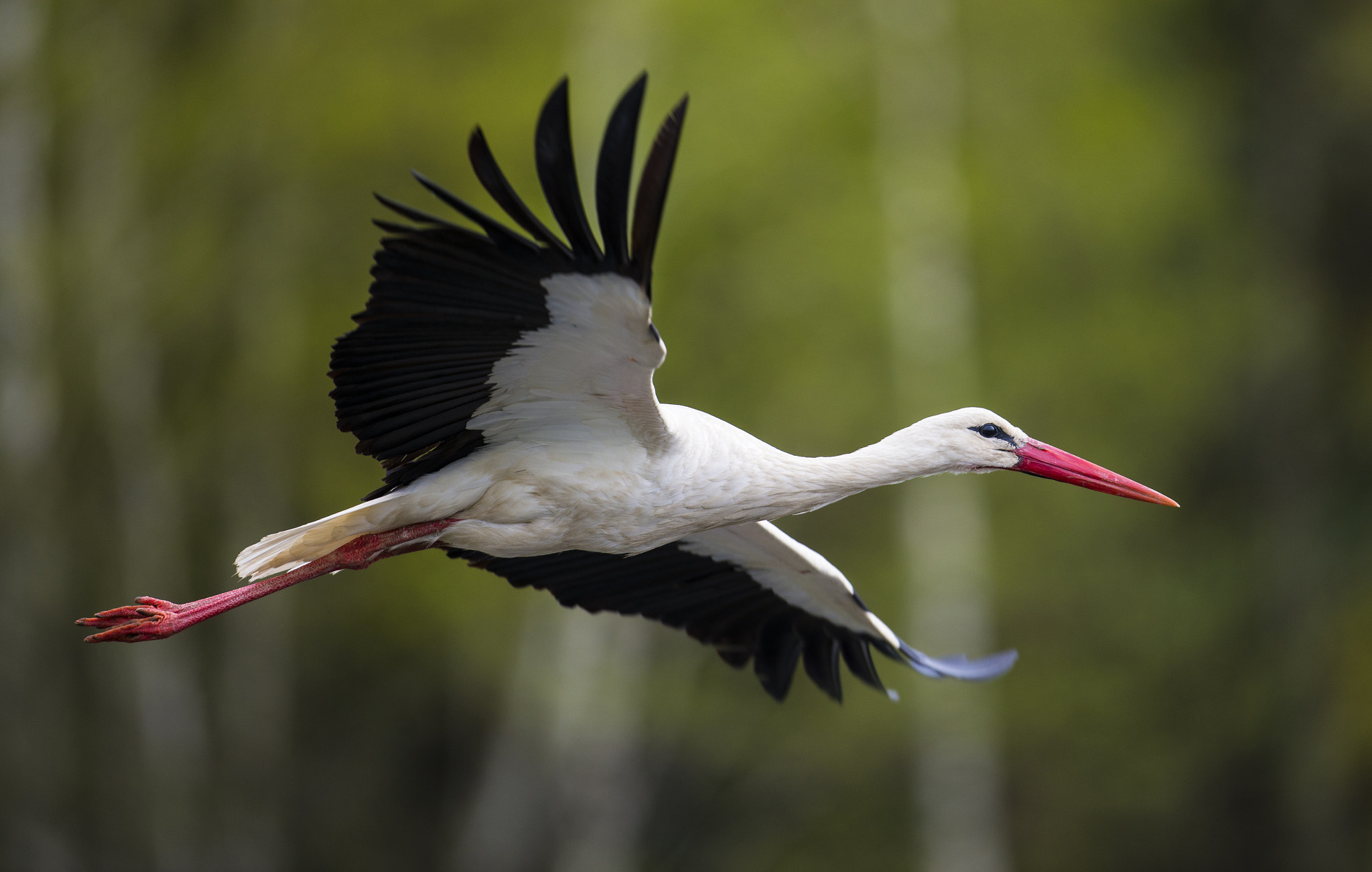 Nikon D610 + Nikon AF-S Nikkor 500mm F4G ED VR sample photo. White stork flyby photography