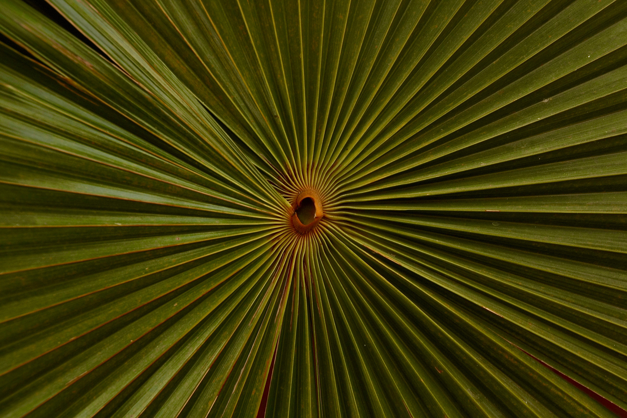 Canon EOS 450D (EOS Rebel XSi / EOS Kiss X2) sample photo. Beautiful patterns! photography