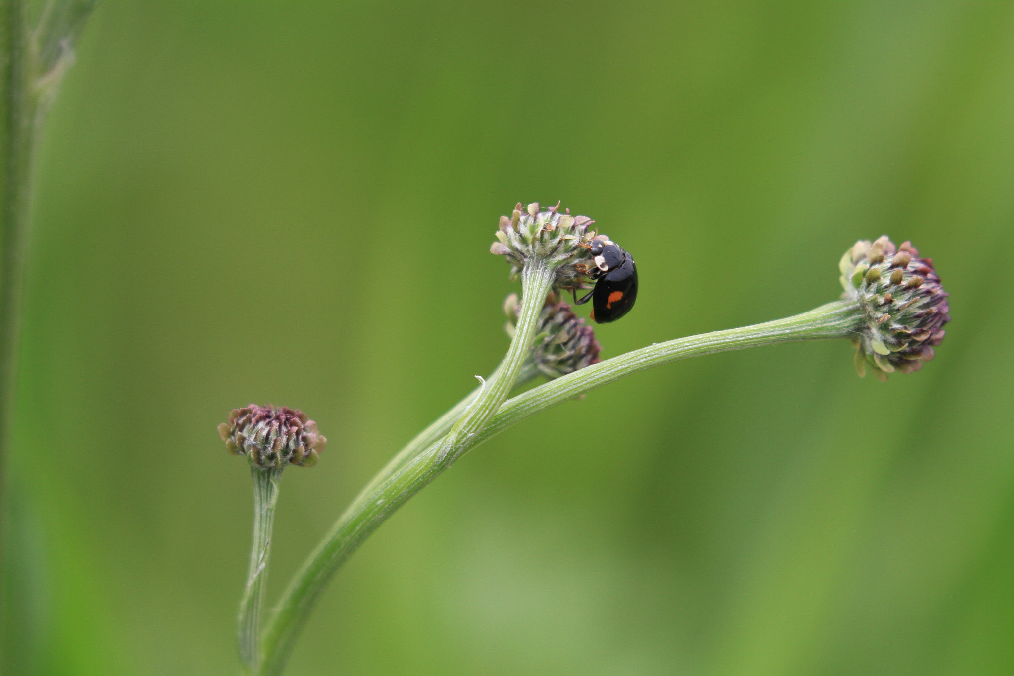 Canon EF 100-400mm F4.5-5.6L IS II USM sample photo. アザミ 早く咲かないかな…… photography