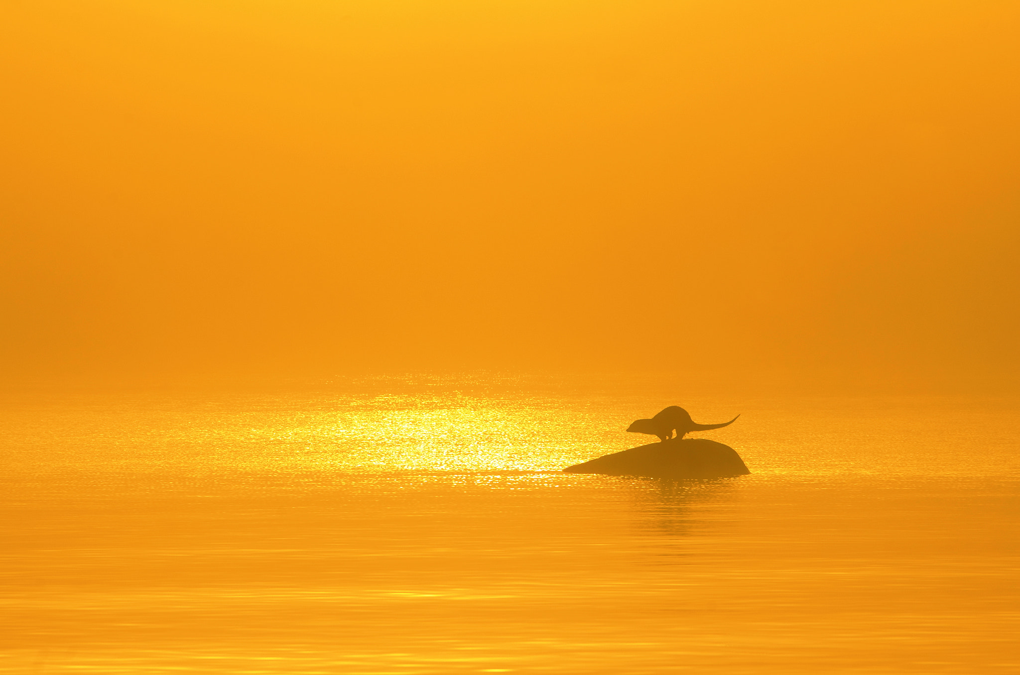 Pentax smc DA* 300mm F4.0 ED (IF) SDM sample photo. Otter in morning fog photography