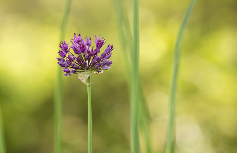 Canon EF 100-400mm F4.5-5.6L IS II USM sample photo. Allium photography