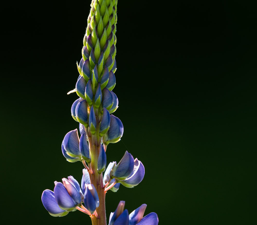 Canon EF 100-400mm F4.5-5.6L IS II USM sample photo. Lupine photography