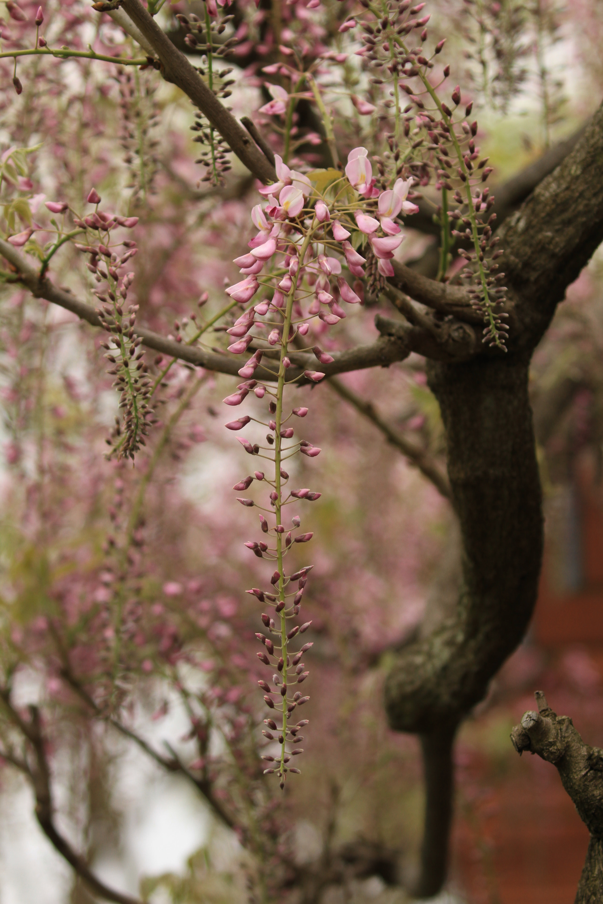 Canon EF 100-400mm F4.5-5.6L IS II USM sample photo. Wisteria  藤の花 photography