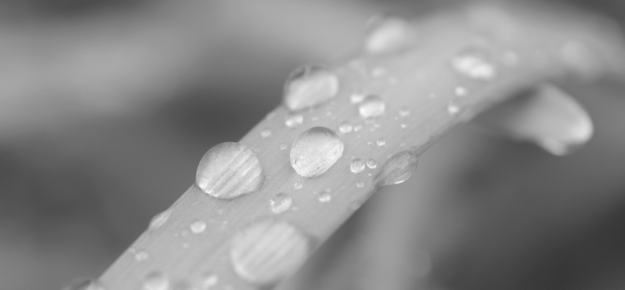 Canon EOS 60D + Canon EF 50mm F2.5 Macro sample photo. Rainy days photography