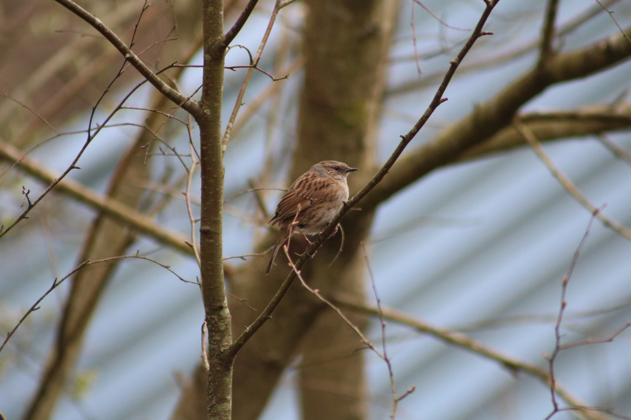 Canon EOS 760D (EOS Rebel T6s / EOS 8000D) + EF75-300mm f/4-5.6 sample photo. Sparrow in tree photography