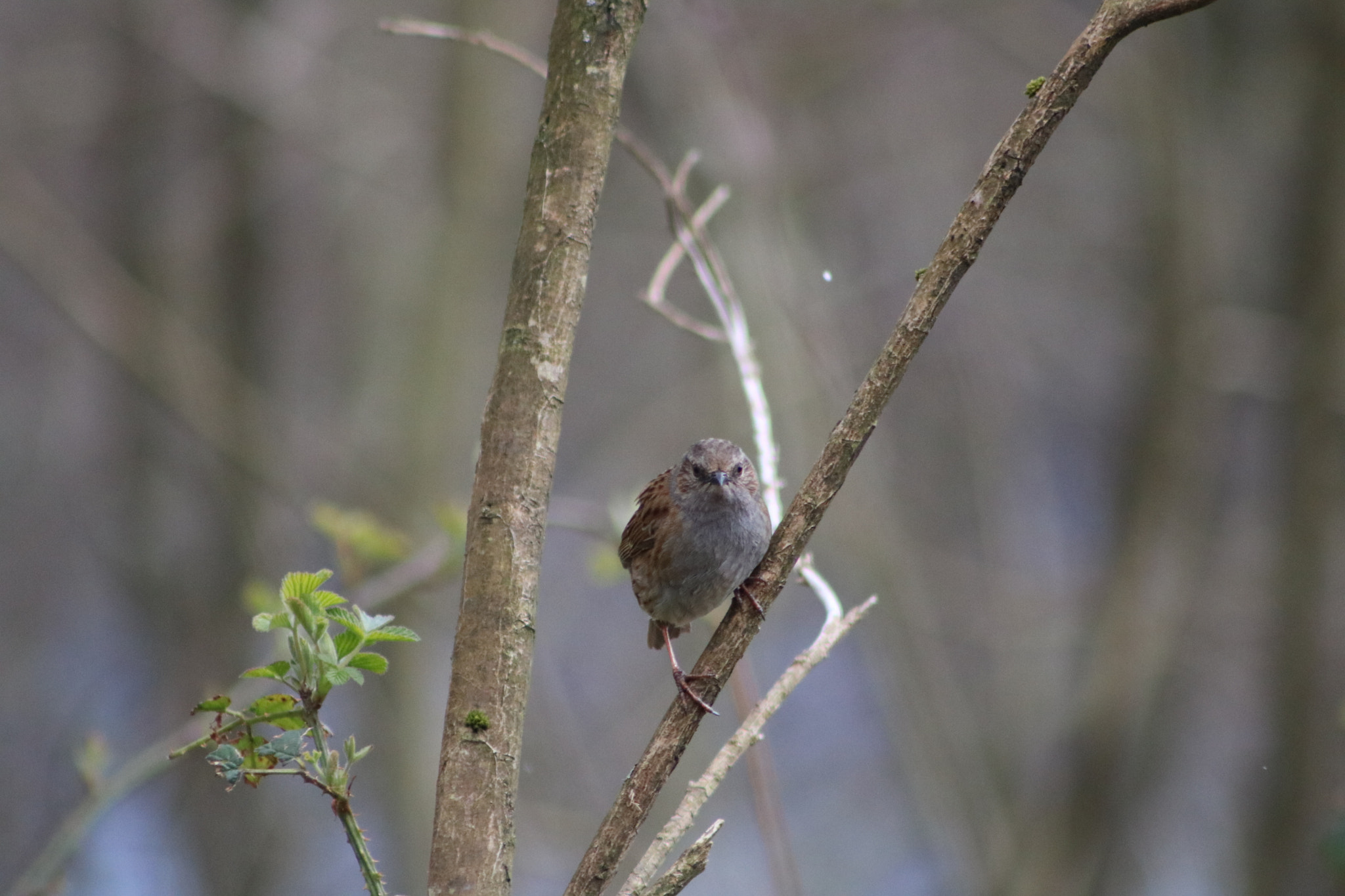 Canon EOS 760D (EOS Rebel T6s / EOS 8000D) + EF75-300mm f/4-5.6 sample photo. Sparrow in tree photography