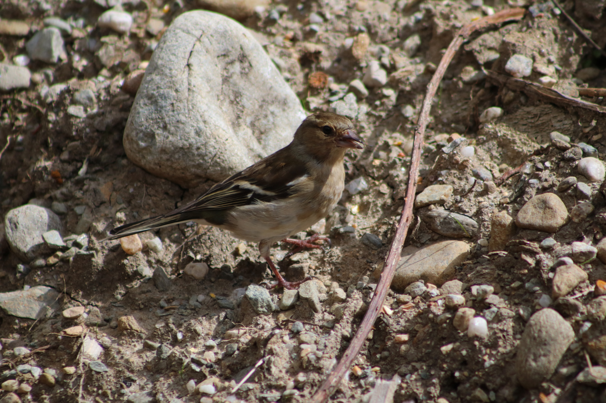 Canon EOS 760D (EOS Rebel T6s / EOS 8000D) + EF75-300mm f/4-5.6 sample photo. Chaffinch feeding on ground photography