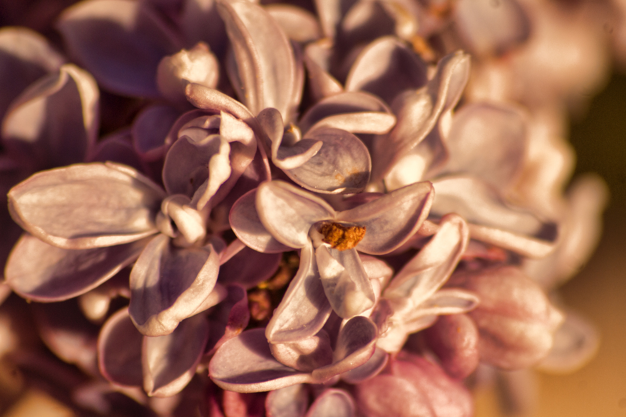 Sigma 70-300mm F4-5.6 APO DG Macro sample photo. Cherry photography