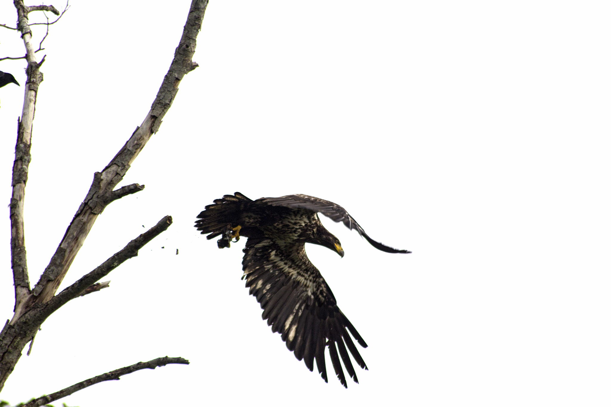 Sigma 70-300mm F4-5.6 APO DG Macro sample photo. Flight photography