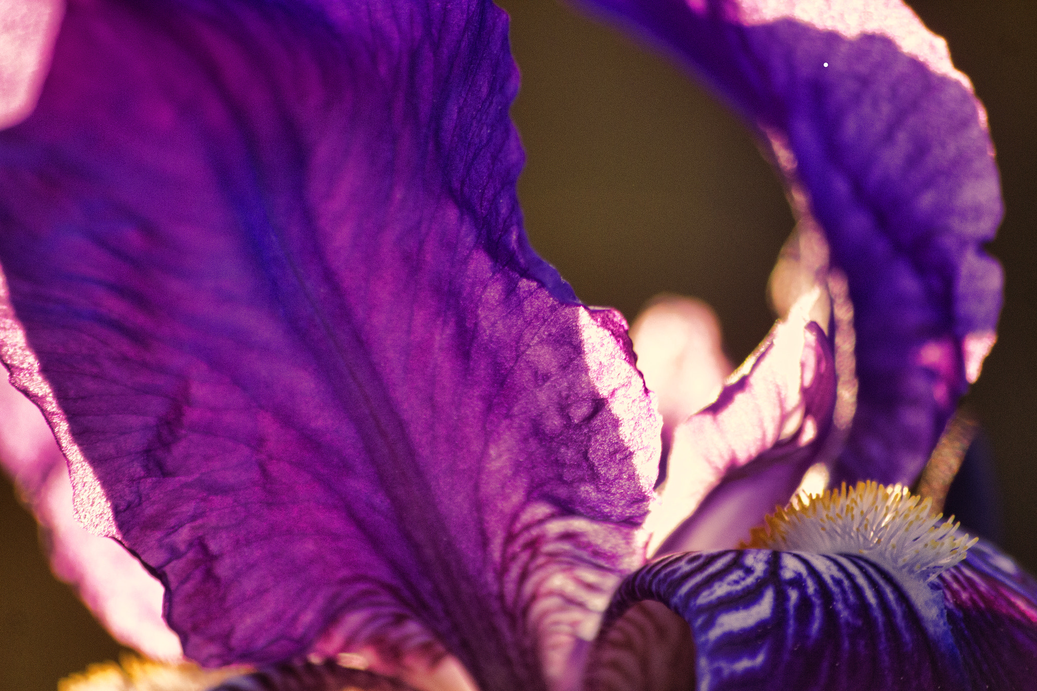 Sigma 70-300mm F4-5.6 APO DG Macro sample photo. Before the sun photography