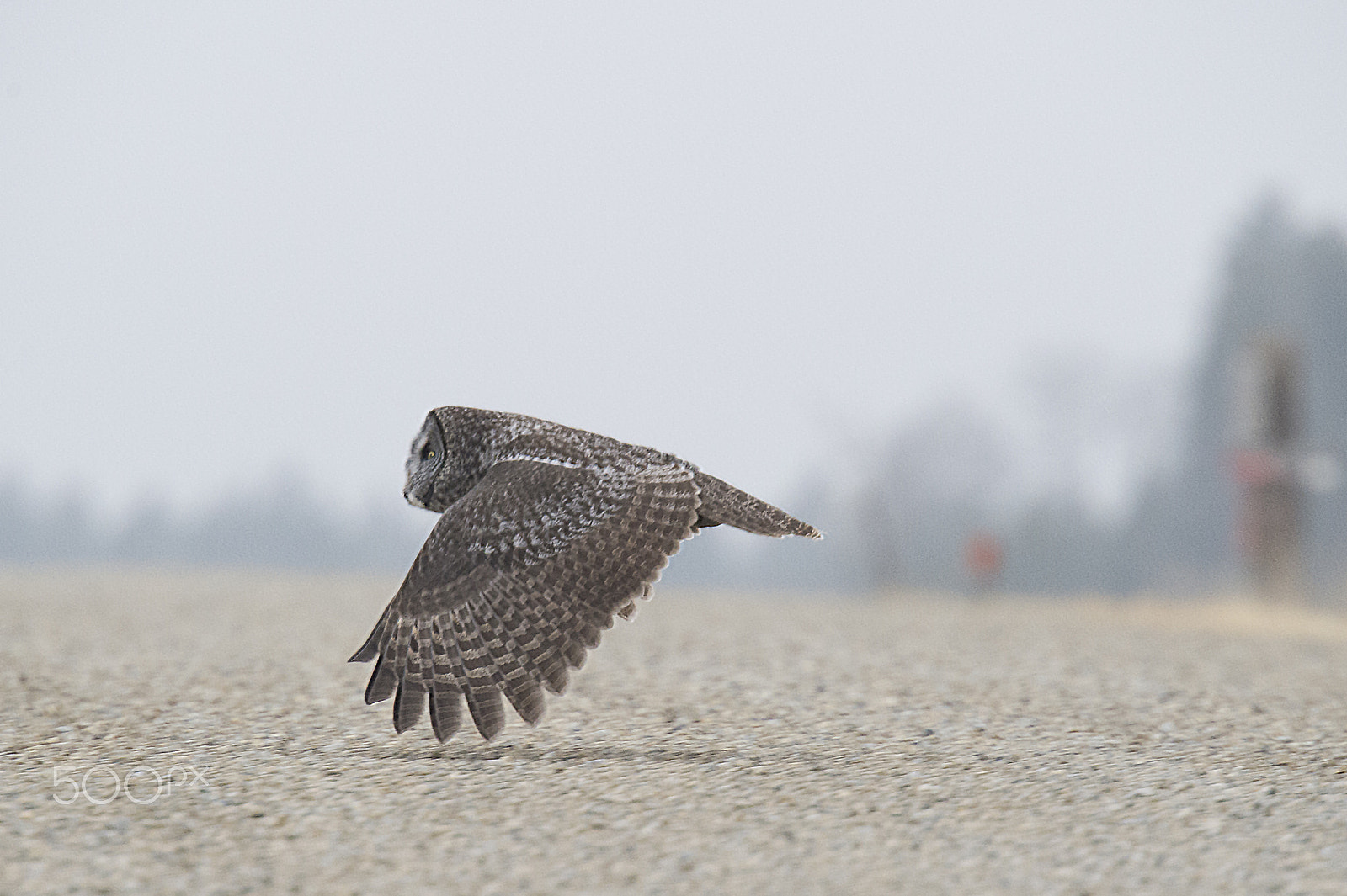 Nikon D4S sample photo. Under the radar photography