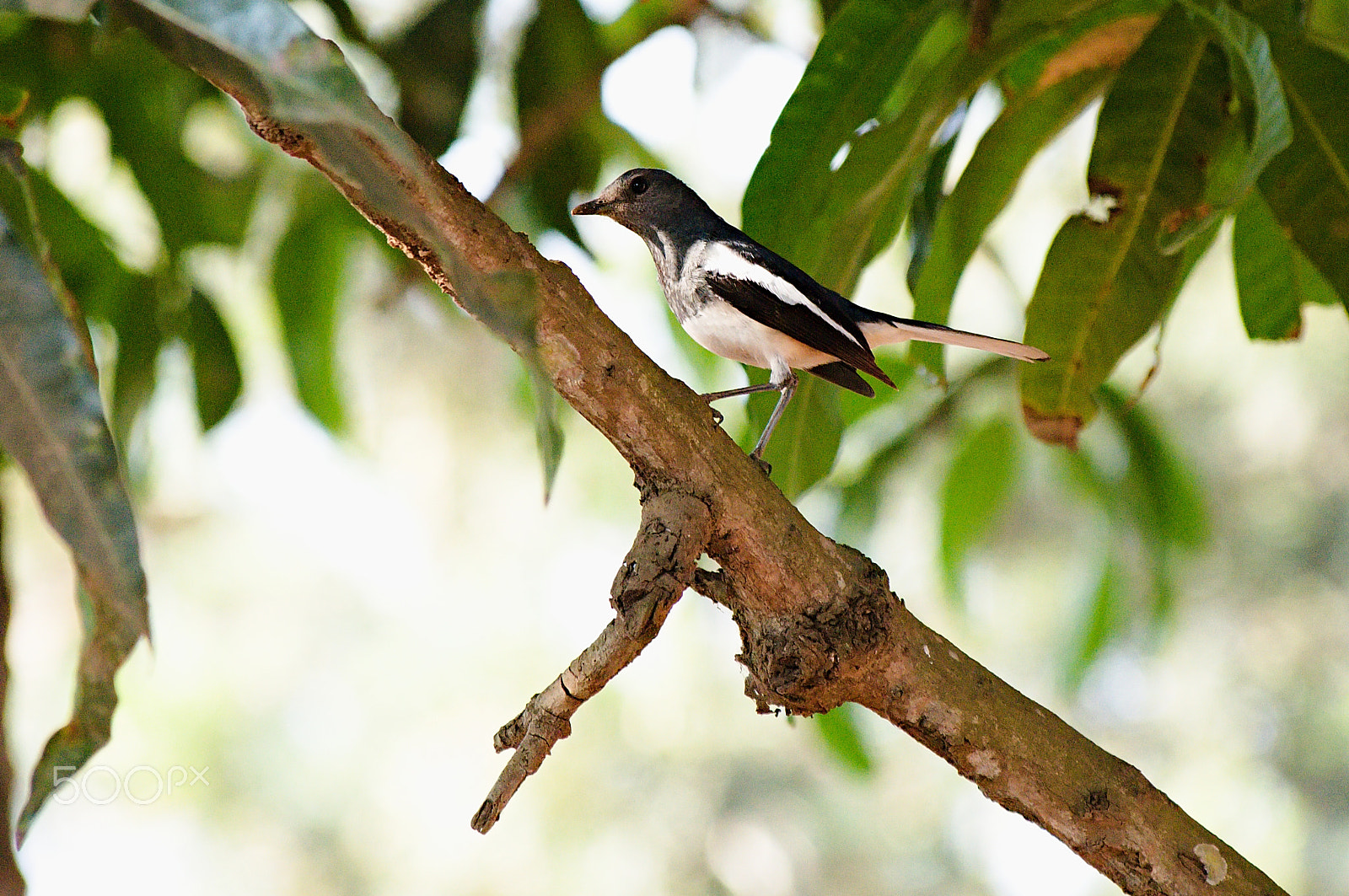 55.00 - 200.00 mm f/4.0 - 5.6 sample photo. Large pied wagtail photography