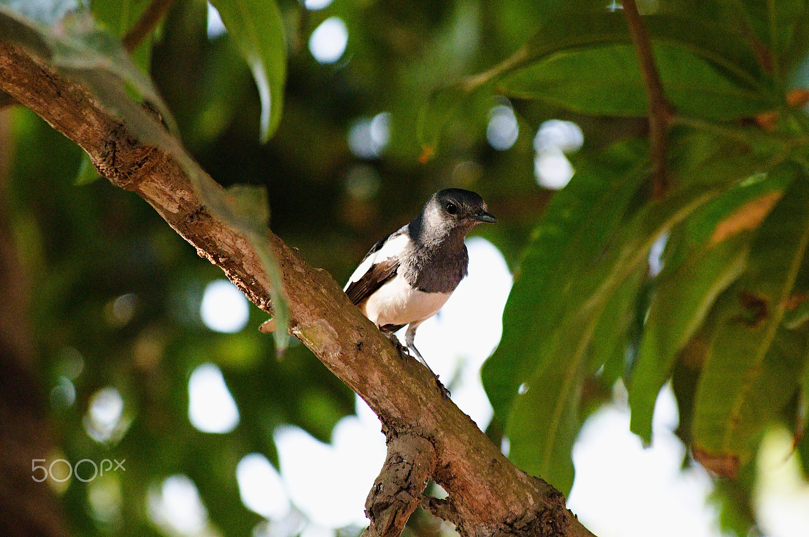 55.00 - 200.00 mm f/4.0 - 5.6 sample photo. Large pied wagtail photography