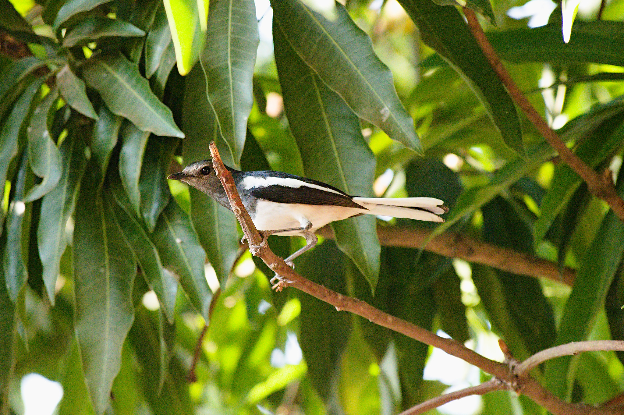 55.00 - 200.00 mm f/4.0 - 5.6 sample photo. Large pied wagtail photography