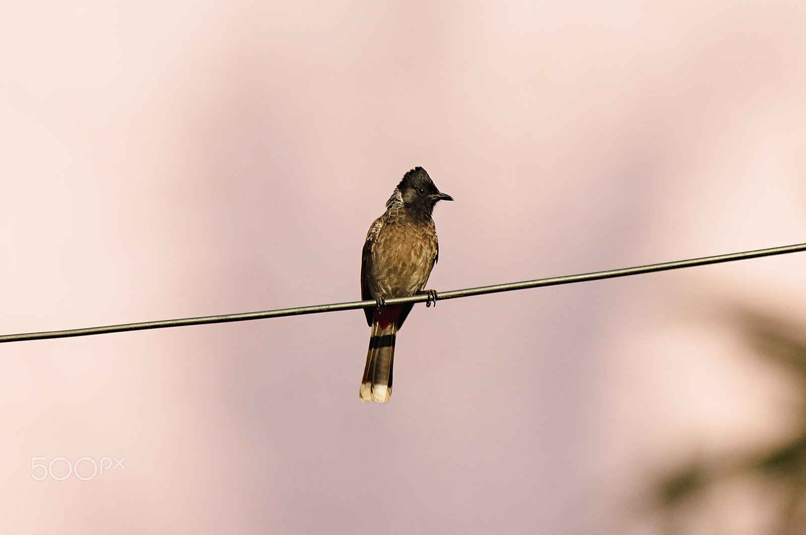 55.00 - 200.00 mm f/4.0 - 5.6 sample photo. Red-vented bulbul photography