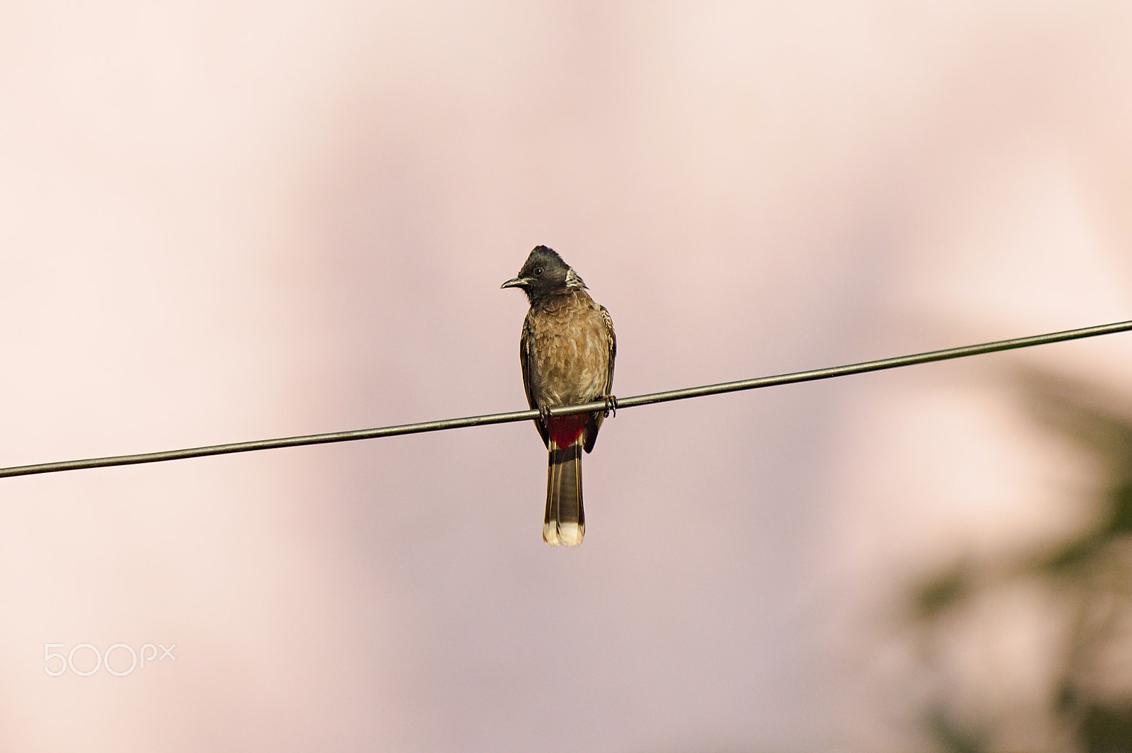 55.00 - 200.00 mm f/4.0 - 5.6 sample photo. Red-vented bulbul photography