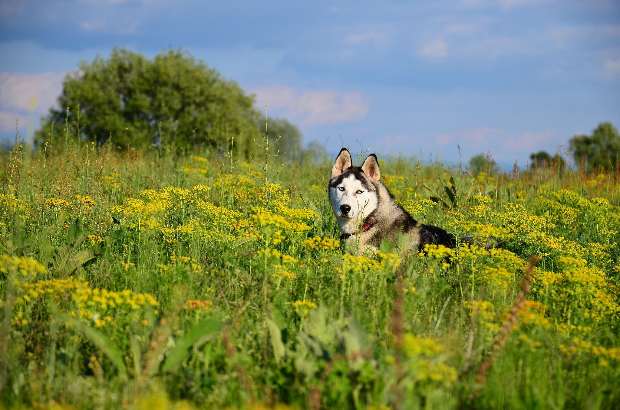 Nikon D5100 + Sigma 17-70mm F2.8-4 DC Macro OS HSM | C sample photo. Hara  photography