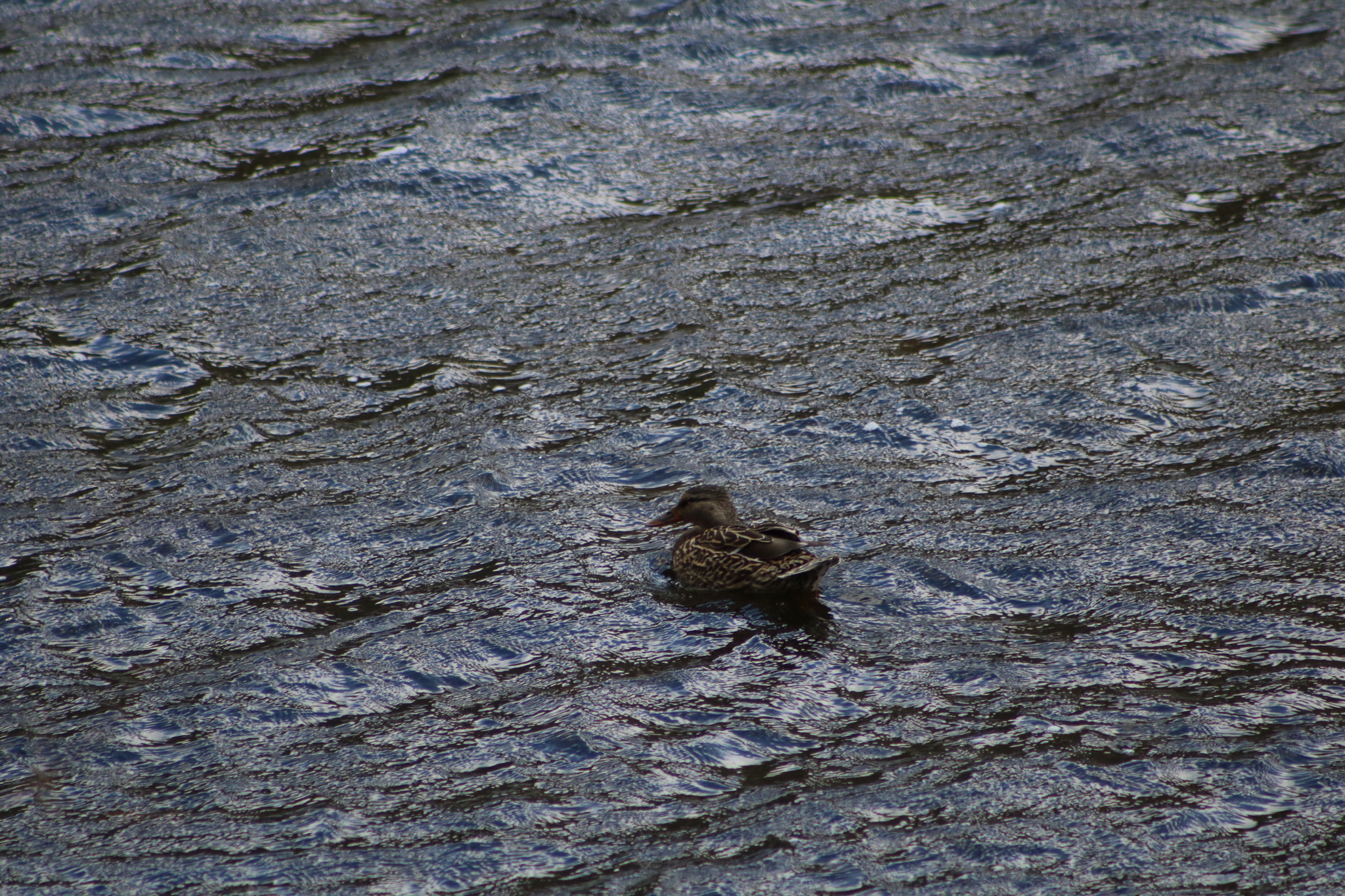 Canon EOS 760D (EOS Rebel T6s / EOS 8000D) + EF75-300mm f/4-5.6 sample photo. Duck on stormy water photography