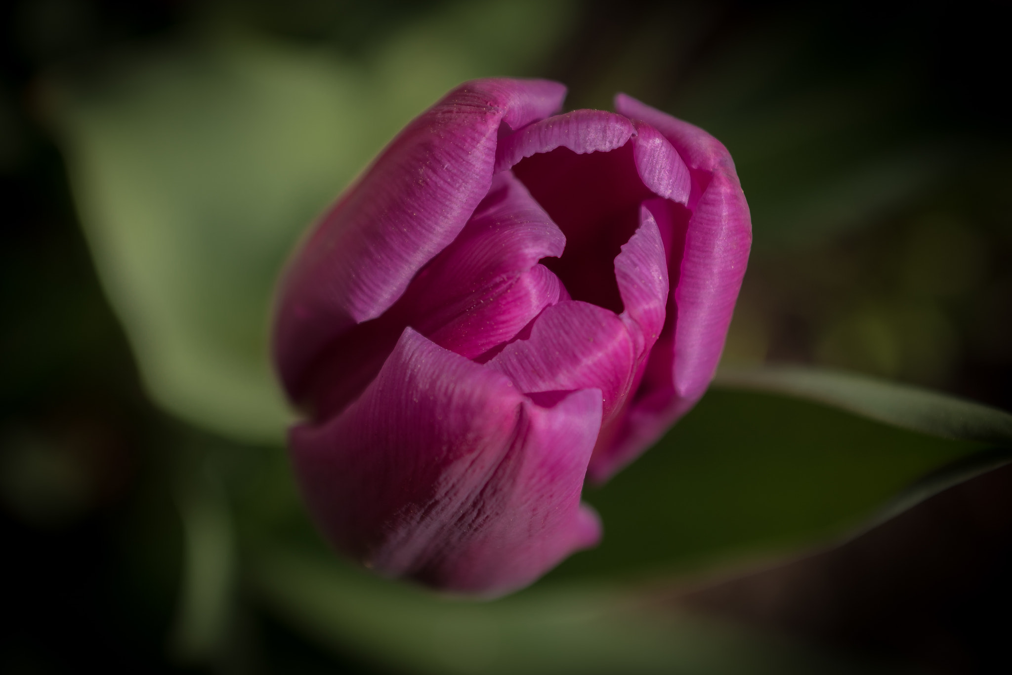 AF Zoom-Nikkor 28-85mm f/3.5-4.5 sample photo. Tulip photography
