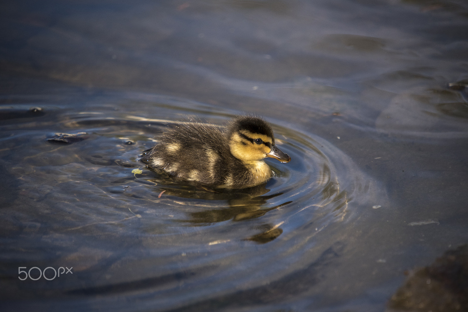 Sigma 50-500mm F4-6.3 EX APO RF HSM sample photo. Duckling photography