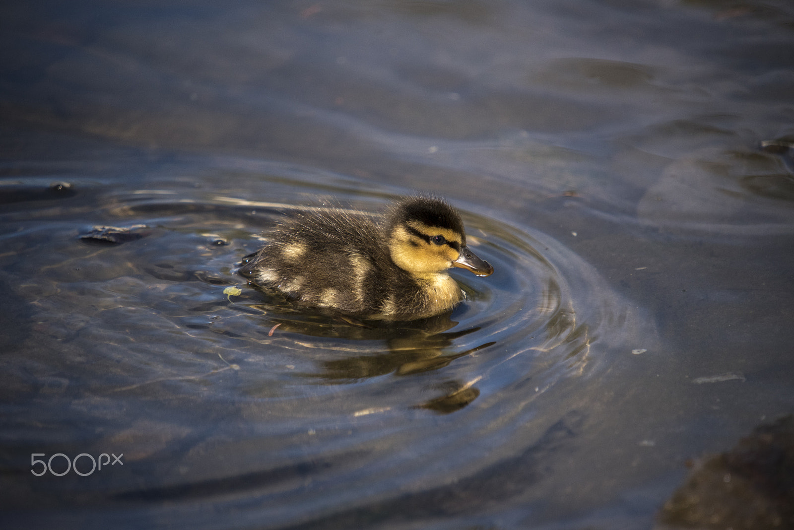 Nikon D750 + Sigma 50-500mm F4-6.3 EX APO RF HSM sample photo. Duckling photography