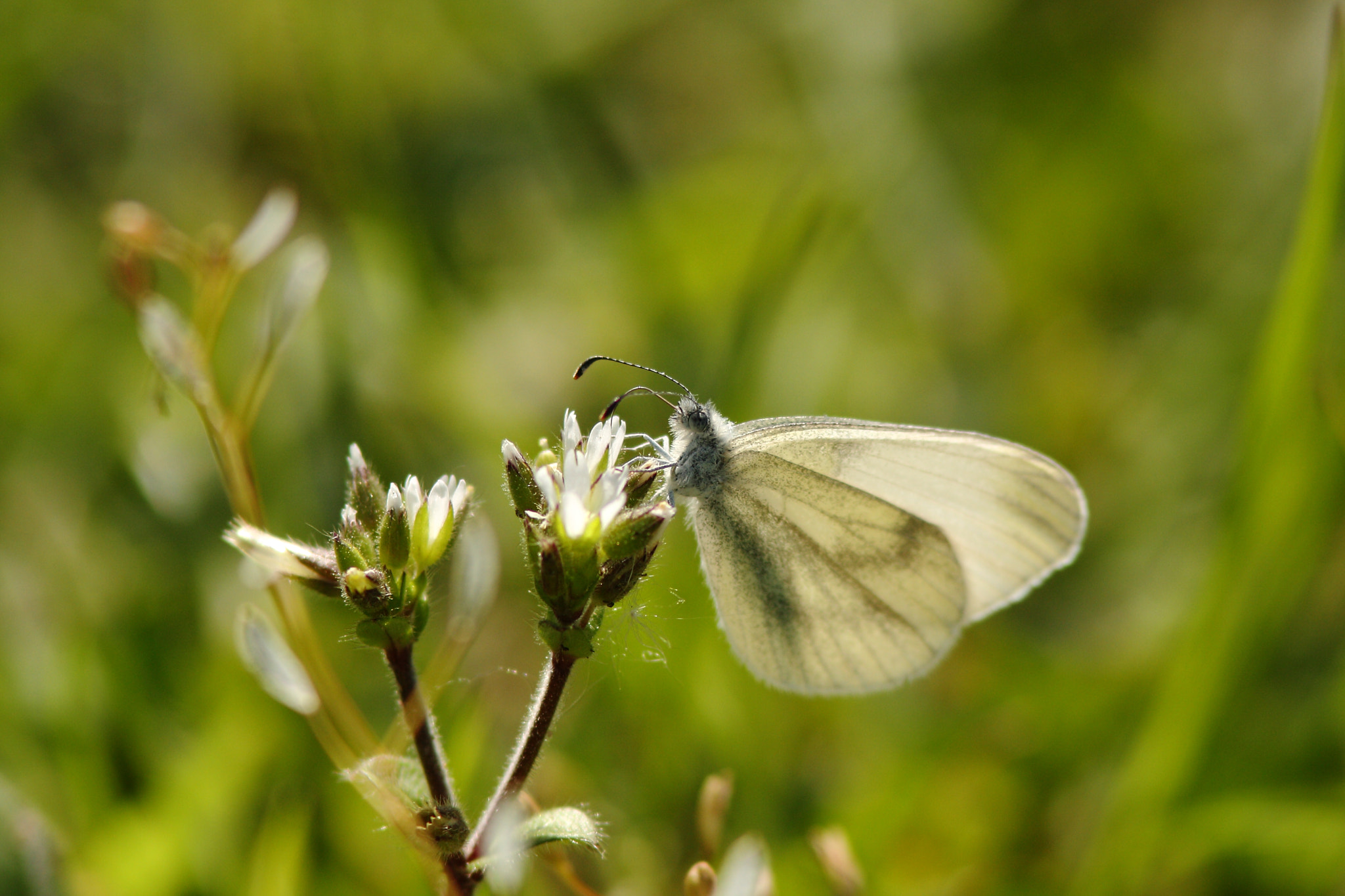 Canon EOS 40D + Canon EF 300mm F4L IS USM sample photo. Butterfly i photography