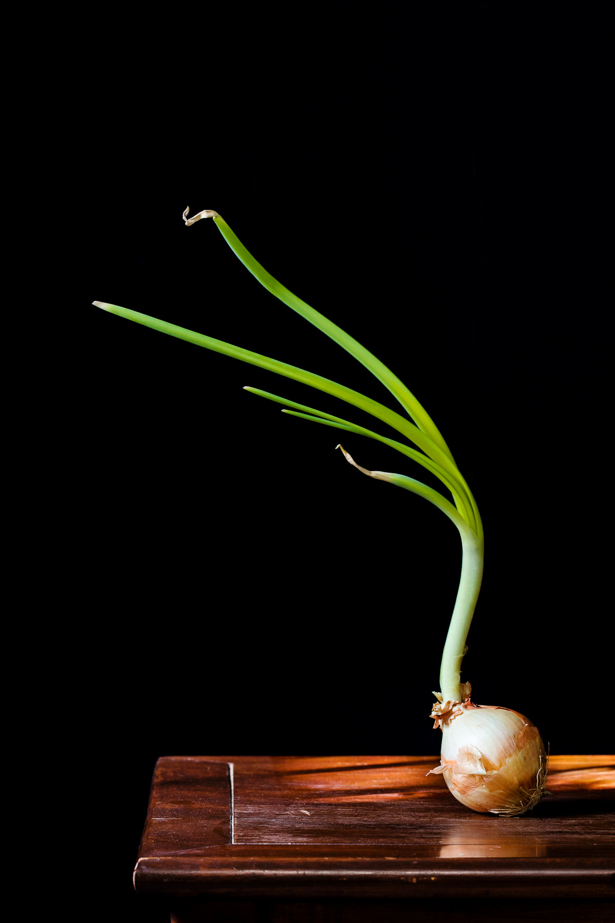 Canon EOS 5DS sample photo. Overgrown onion photography