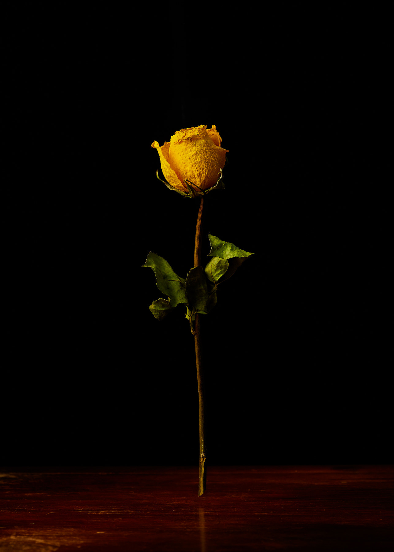 Canon EOS 5DS + Canon EF 100mm F2.8 Macro USM sample photo. Dried yellow rose photography