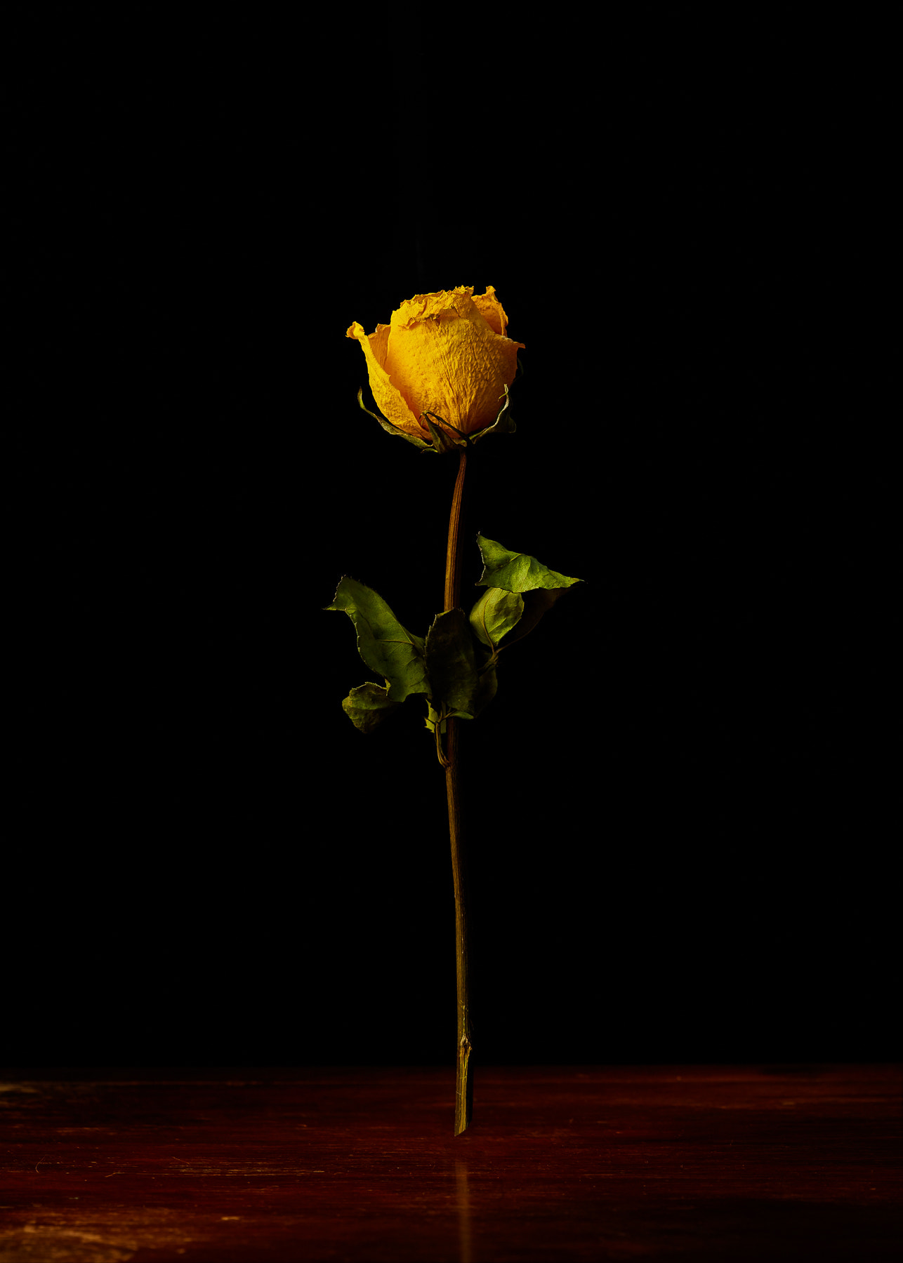 Dried Yellow Rose by dustin halleck - Photo 151241551 / 500px