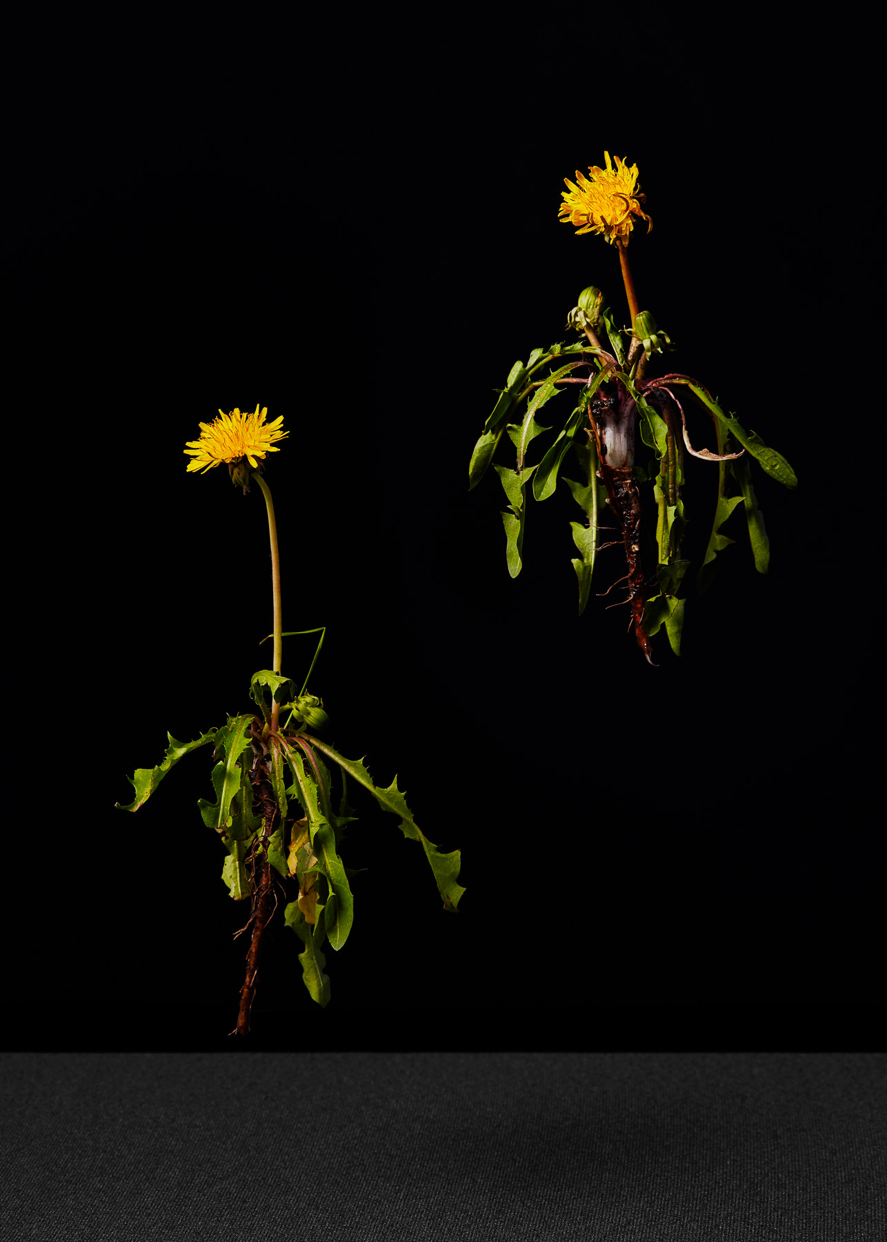 Canon EOS 5DS + Canon EF 100mm F2.8 Macro USM sample photo. Dandelions photography