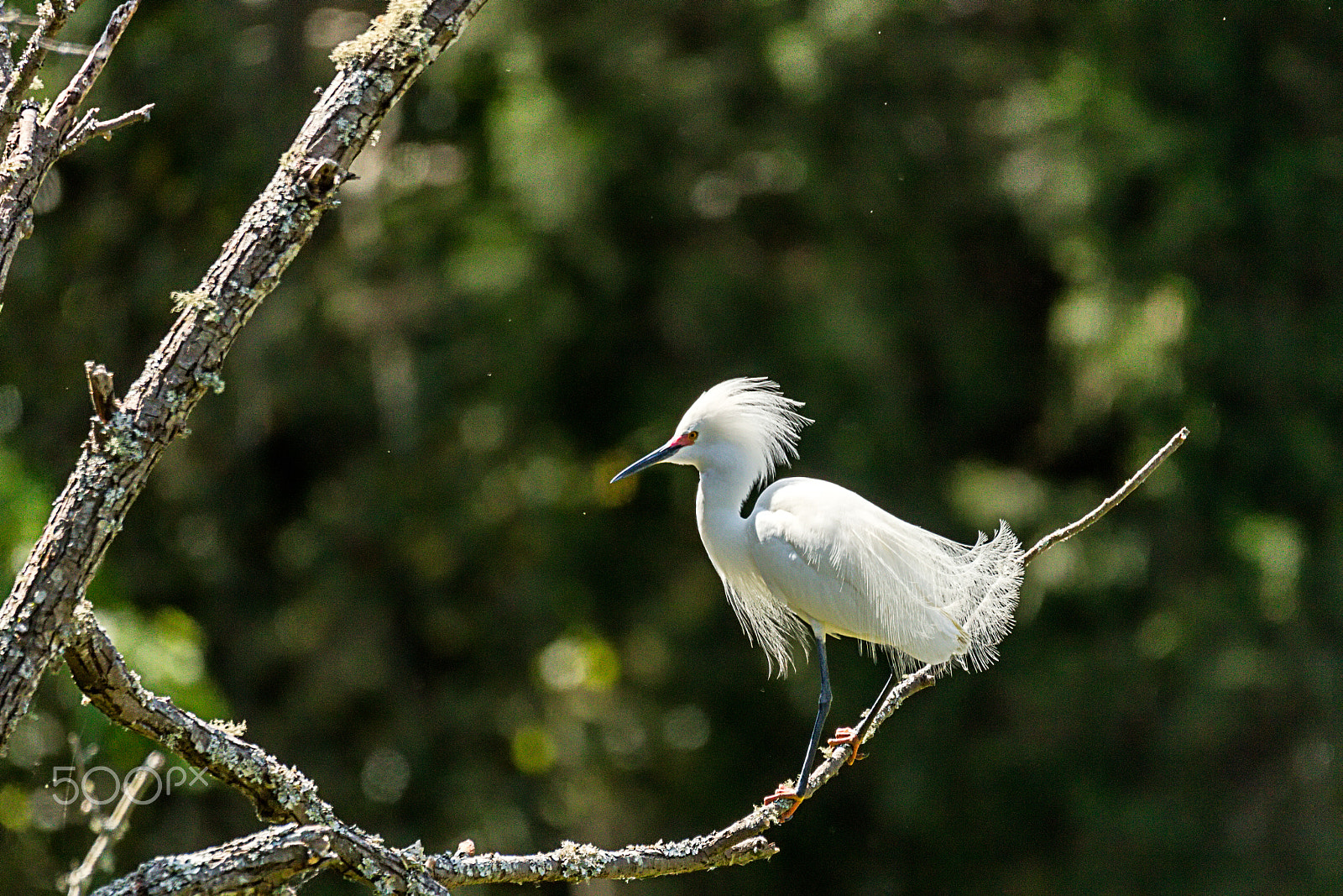 Sigma 150-600mm F5-6.3 DG OS HSM | C sample photo. Snowy egret with mating plumage photography