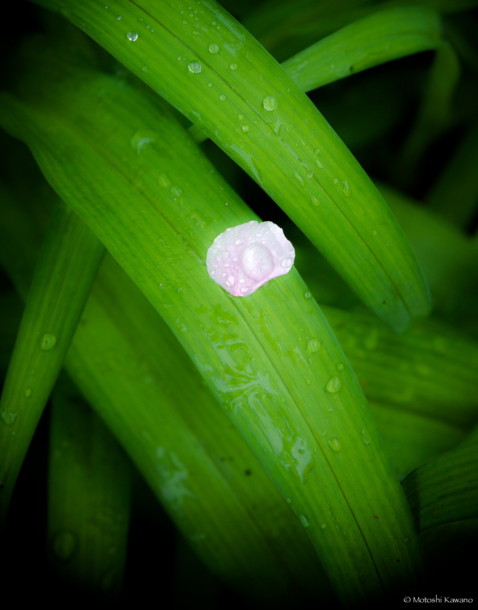 Sony Alpha NEX-7 sample photo. Petal photography