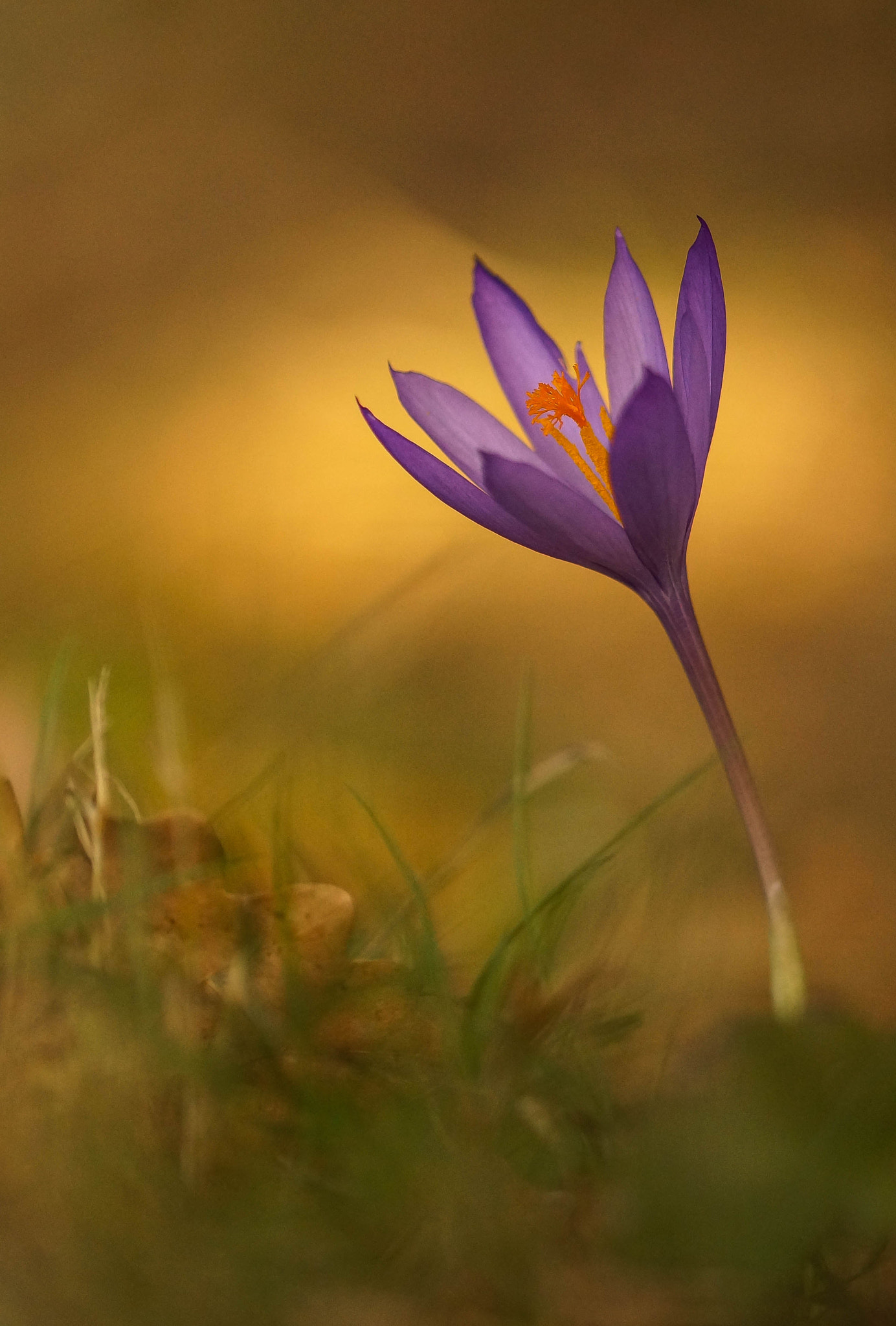 Sony SLT-A57 sample photo. Colchicum autumnale photography