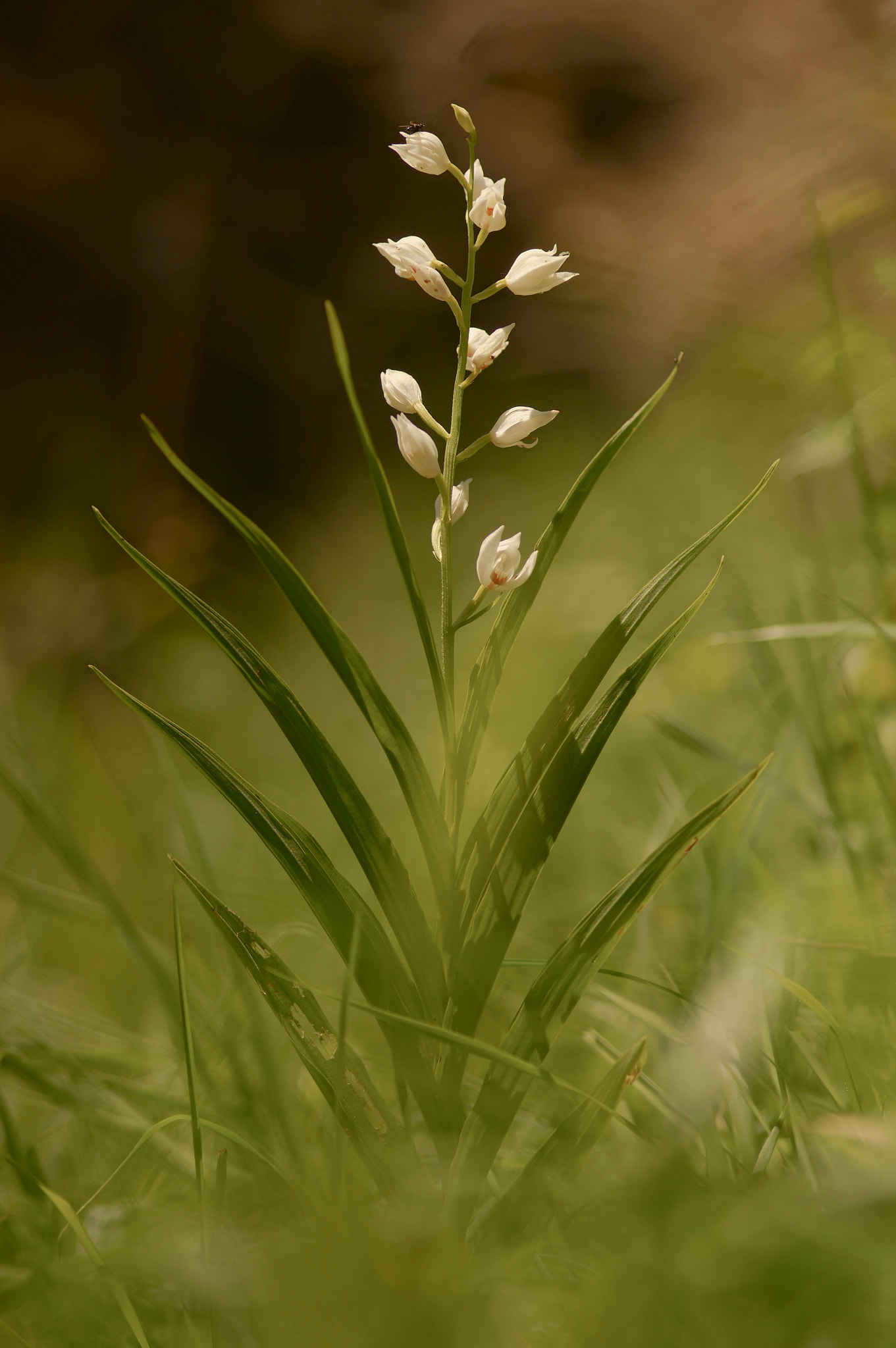 Sony SLT-A57 + Minolta AF 100mm F2.8 Macro [New] sample photo. Cephalanthera longifolia photography