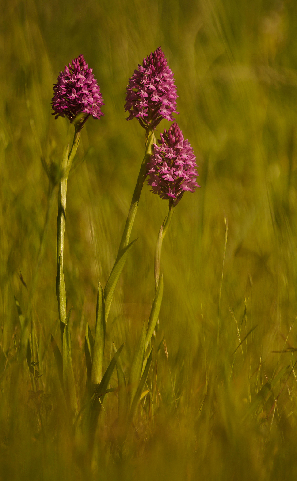 Sony SLT-A57 + Minolta AF 100mm F2.8 Macro [New] sample photo. Anacamptis pyramidalis photography