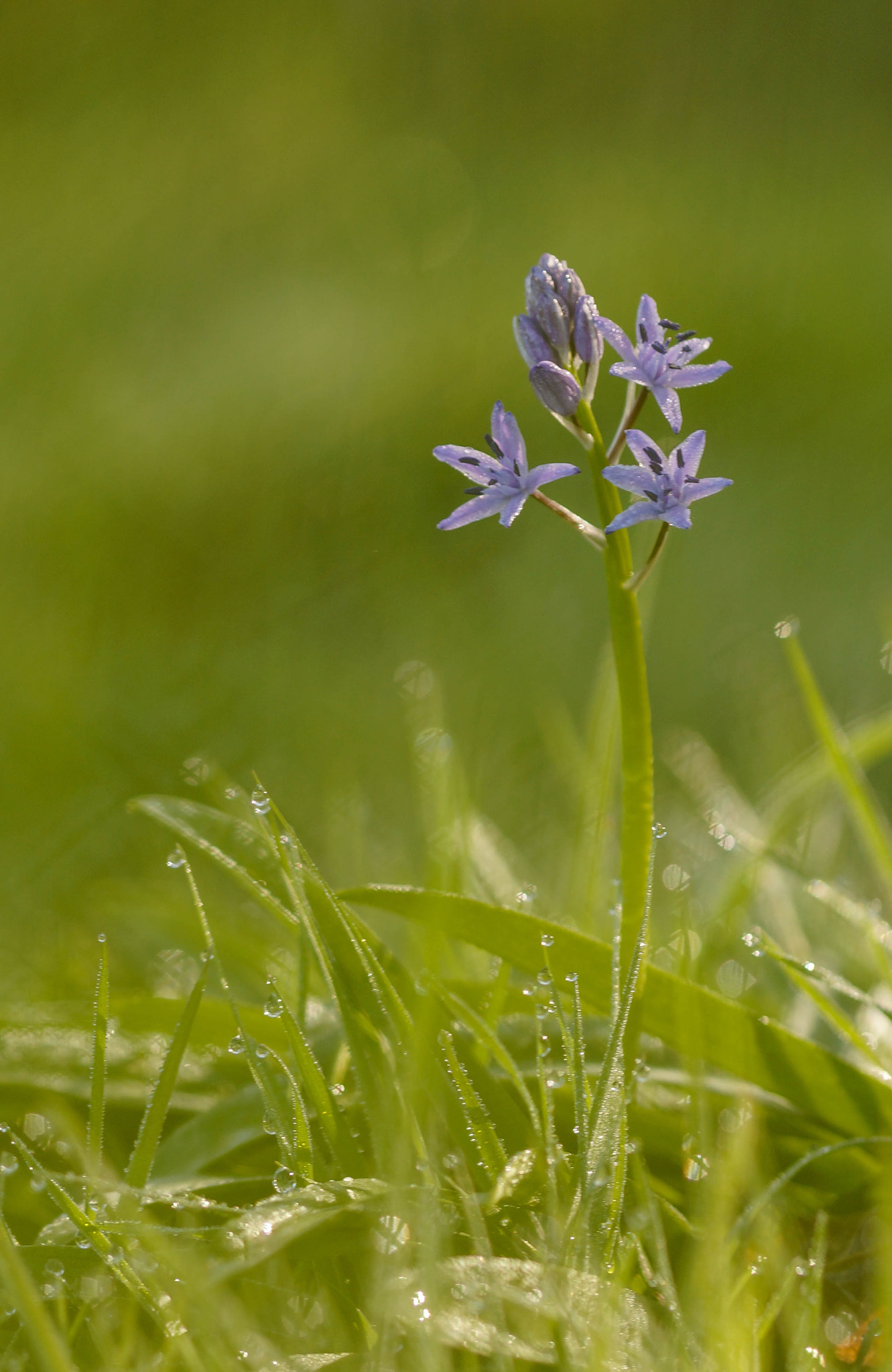 Sony SLT-A57 + 105mm F2.8 sample photo. Tractema lilio-hyacinthus photography