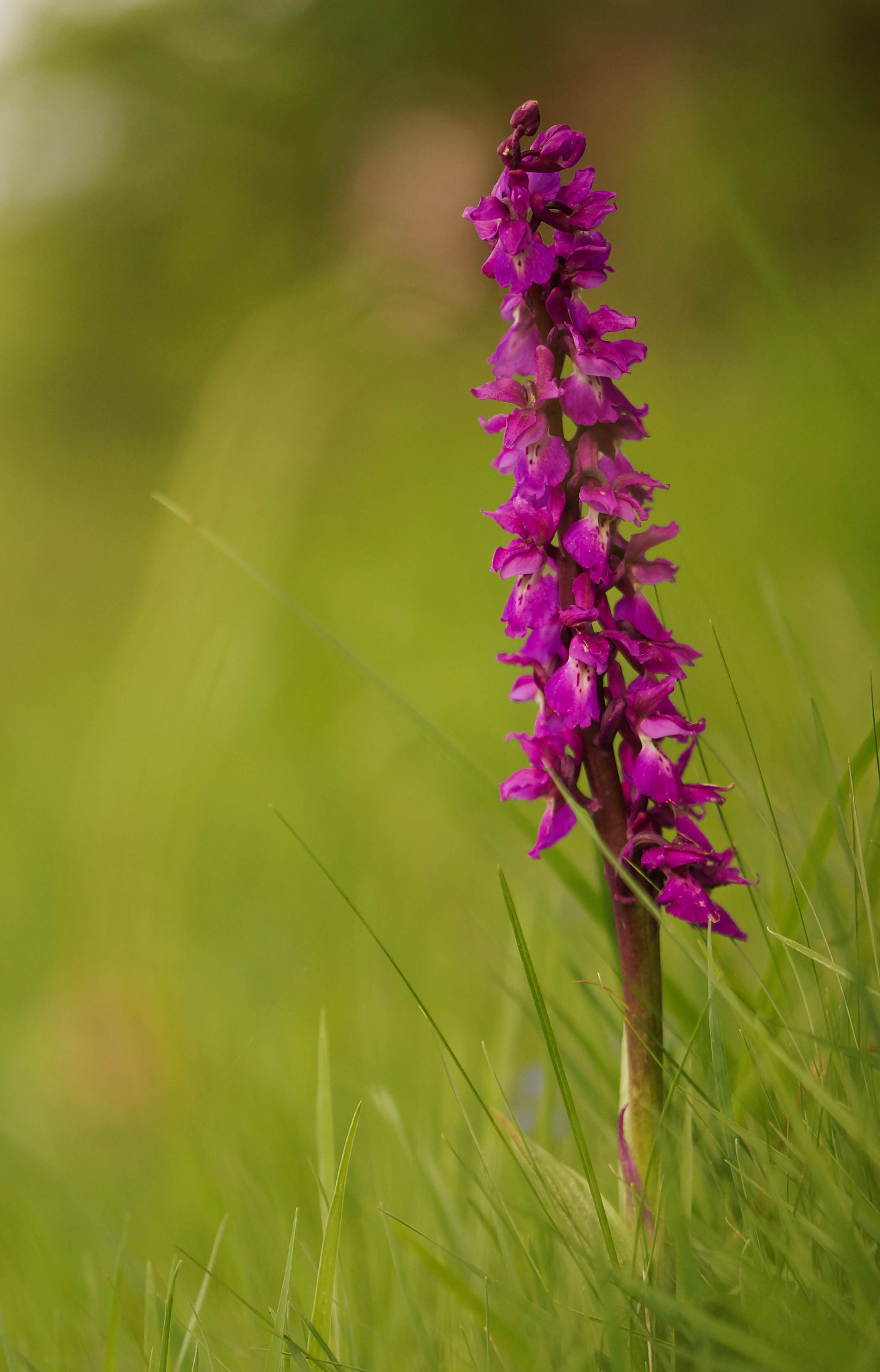 Sony SLT-A57 + 105mm F2.8 sample photo. Anacamptis morio photography