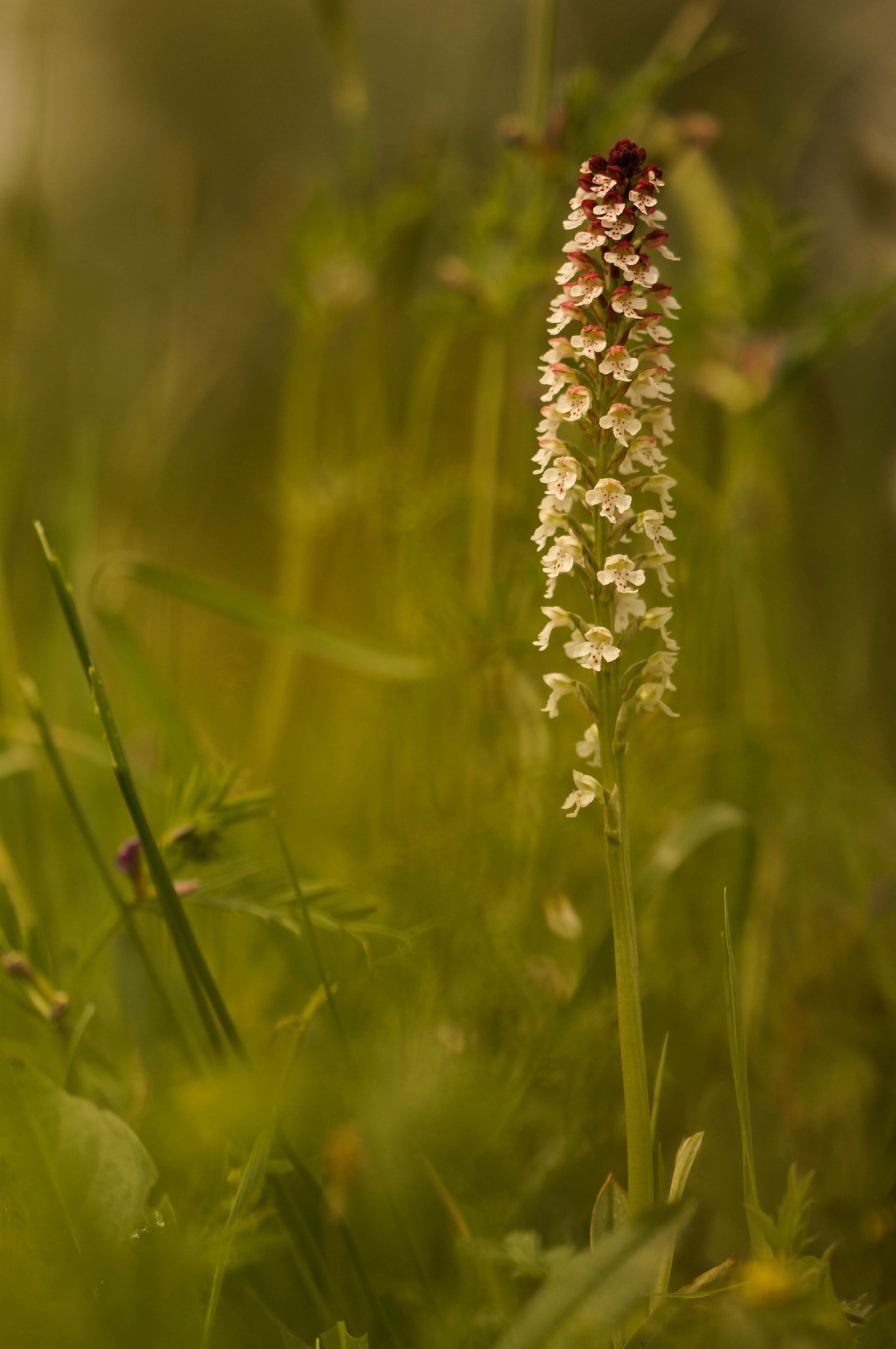 Sony SLT-A57 + 105mm F2.8 sample photo. Neotinea ustulata photography