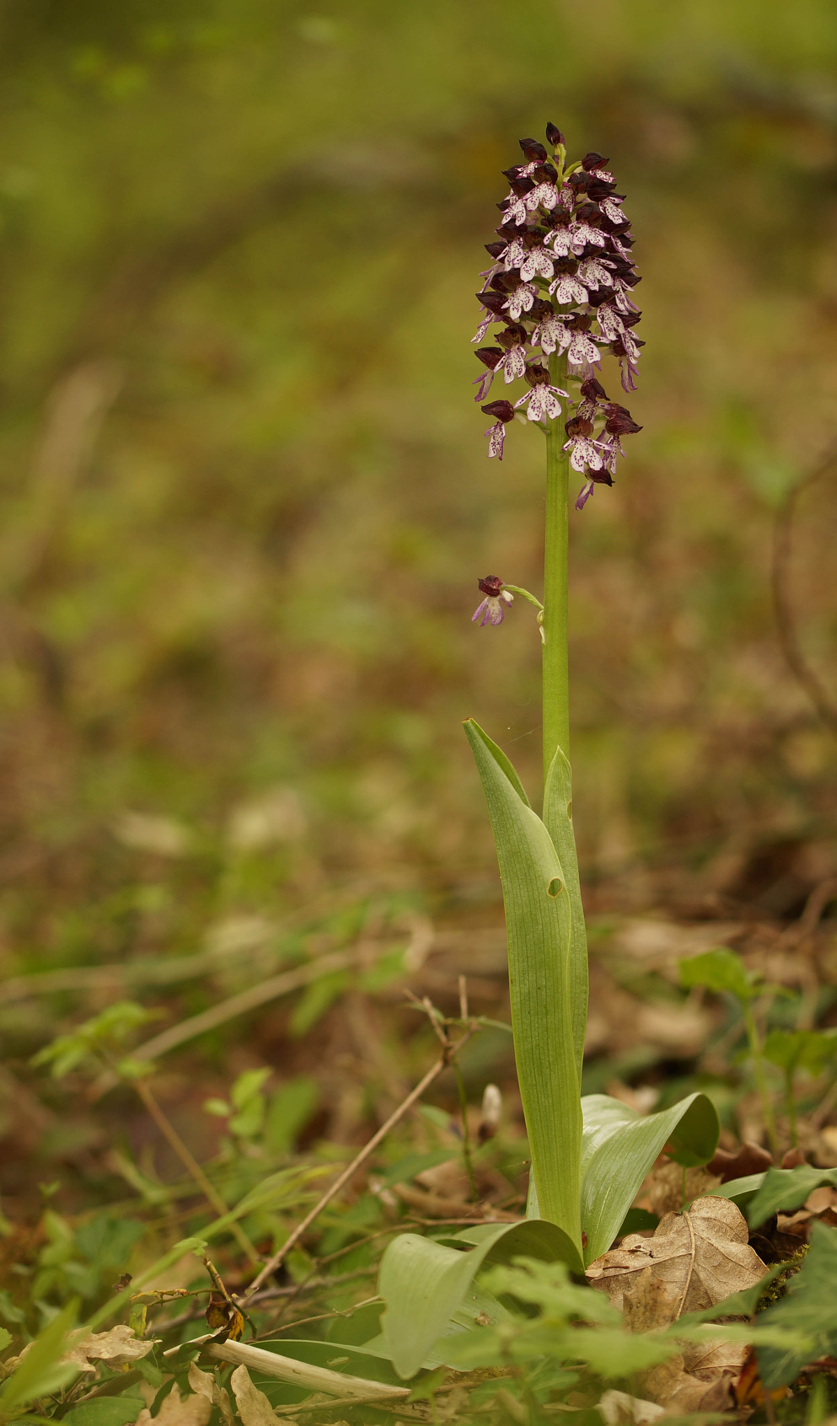 Sony SLT-A57 + 105mm F2.8 sample photo. Orchis purpurea photography