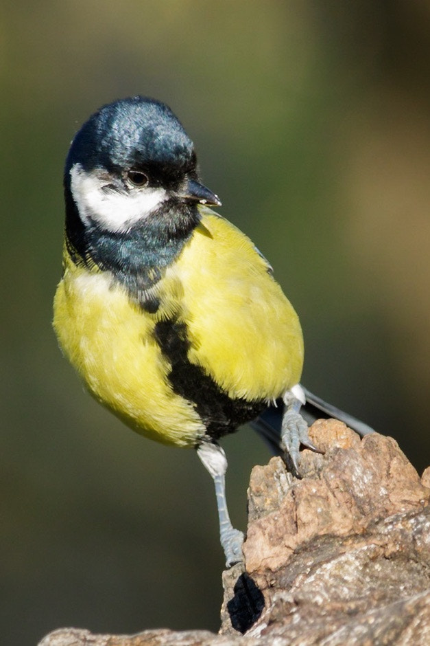 Canon EF-S 55-250mm F4-5.6 IS STM sample photo. Great tit photography