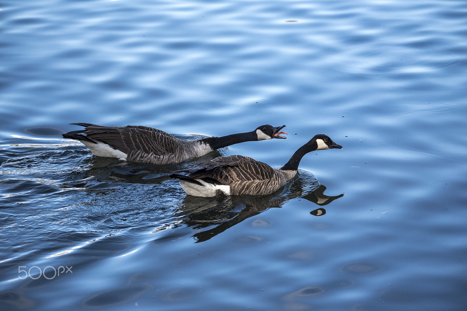 Nikon D750 + Sigma 50-500mm F4-6.3 EX APO RF HSM sample photo. Careless whisper photography