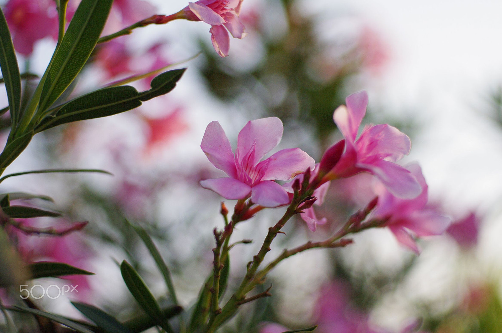 Pentax K-7 sample photo. Flowers photography