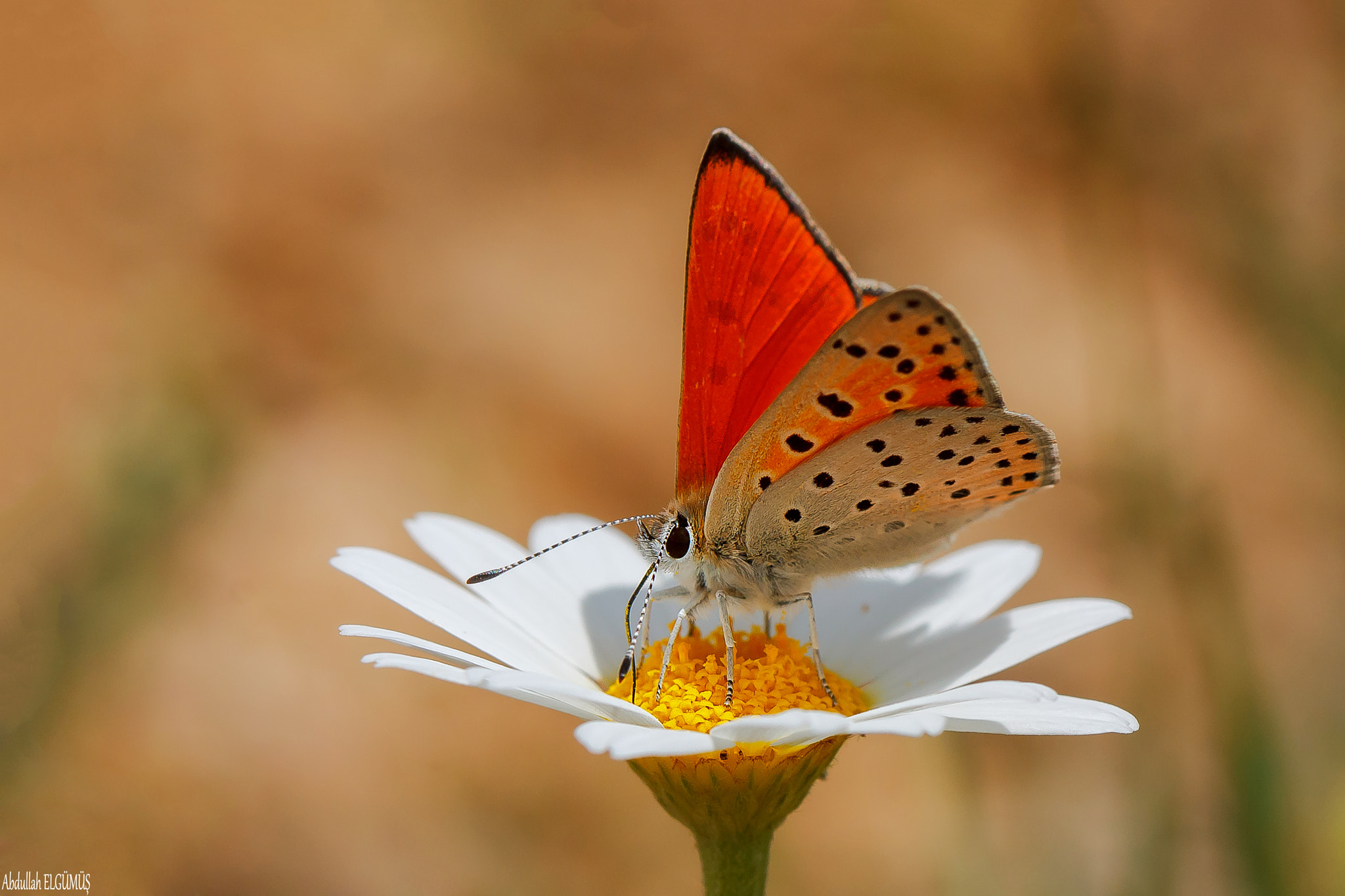 Canon EF 100mm F2.8 Macro USM sample photo. ()alev ateşi / lycaena kefersteinii / turkish fier photography