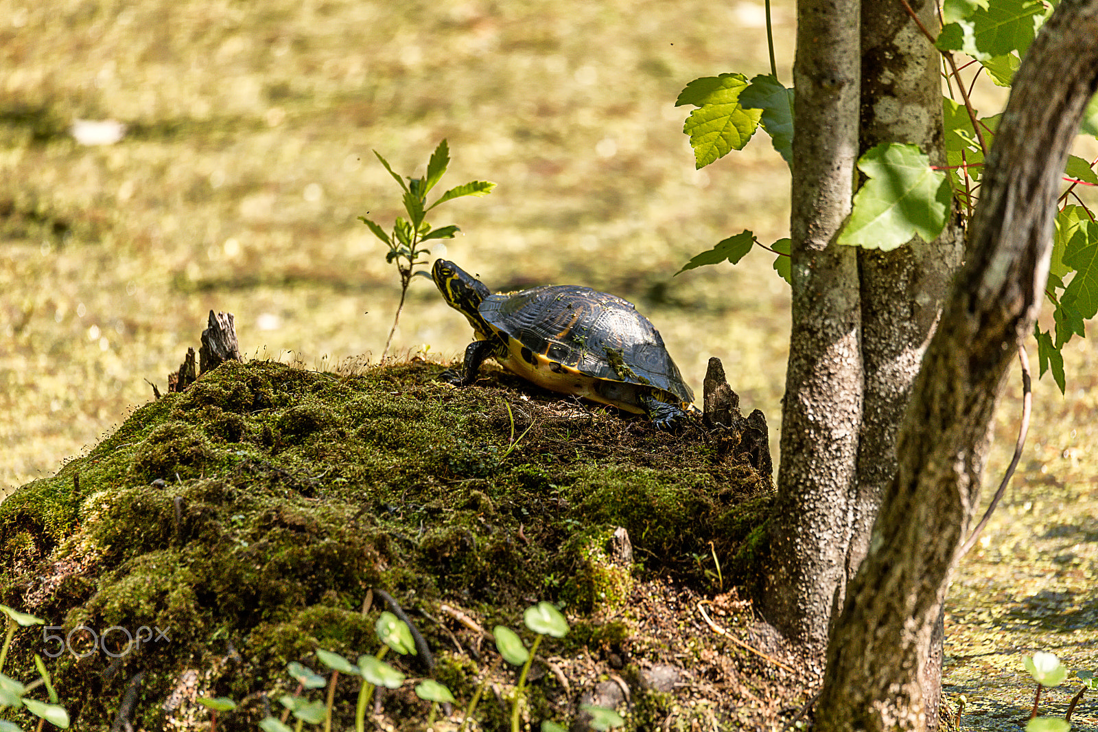 Canon EOS 5DS + Sigma 150-600mm F5-6.3 DG OS HSM | C sample photo. Painted turtle eastern subspecies photography