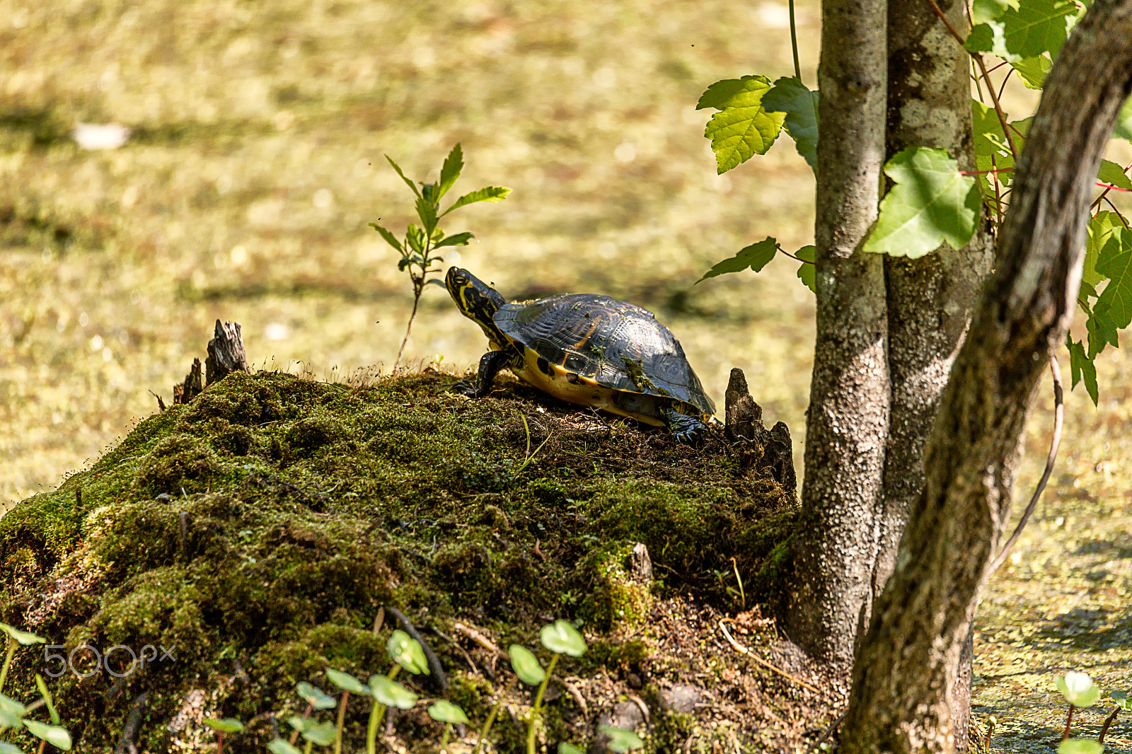 Sigma 150-600mm F5-6.3 DG OS HSM | C sample photo. Painted turtle eastern subspecies photography