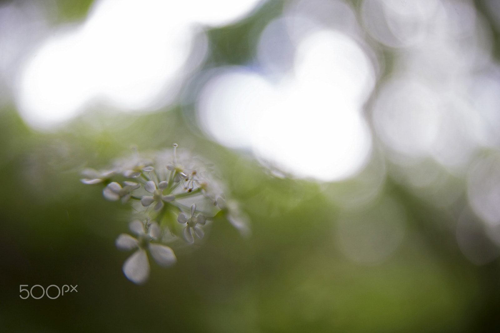 Canon EOS 6D + Canon EF 15mm F2.8 Fisheye sample photo. Spring photography