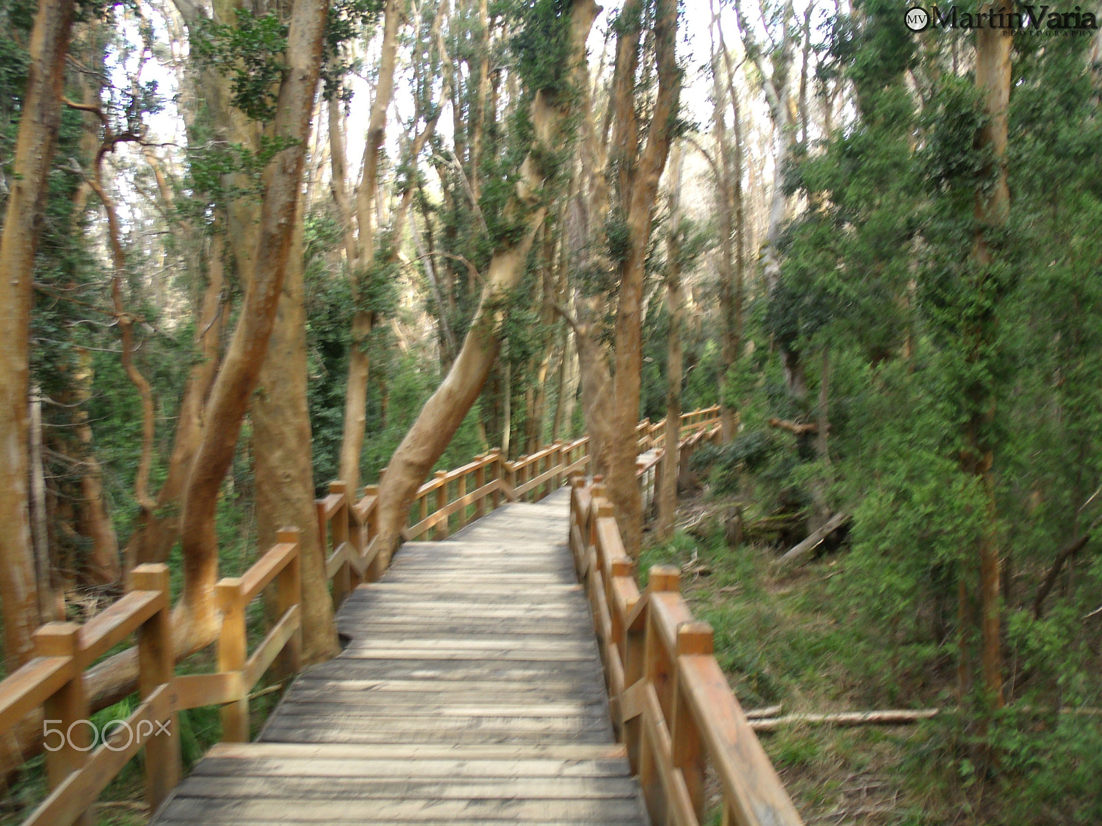 GENERAL IMAGING CO. X400 sample photo. Bosque de lo arrayanes photography