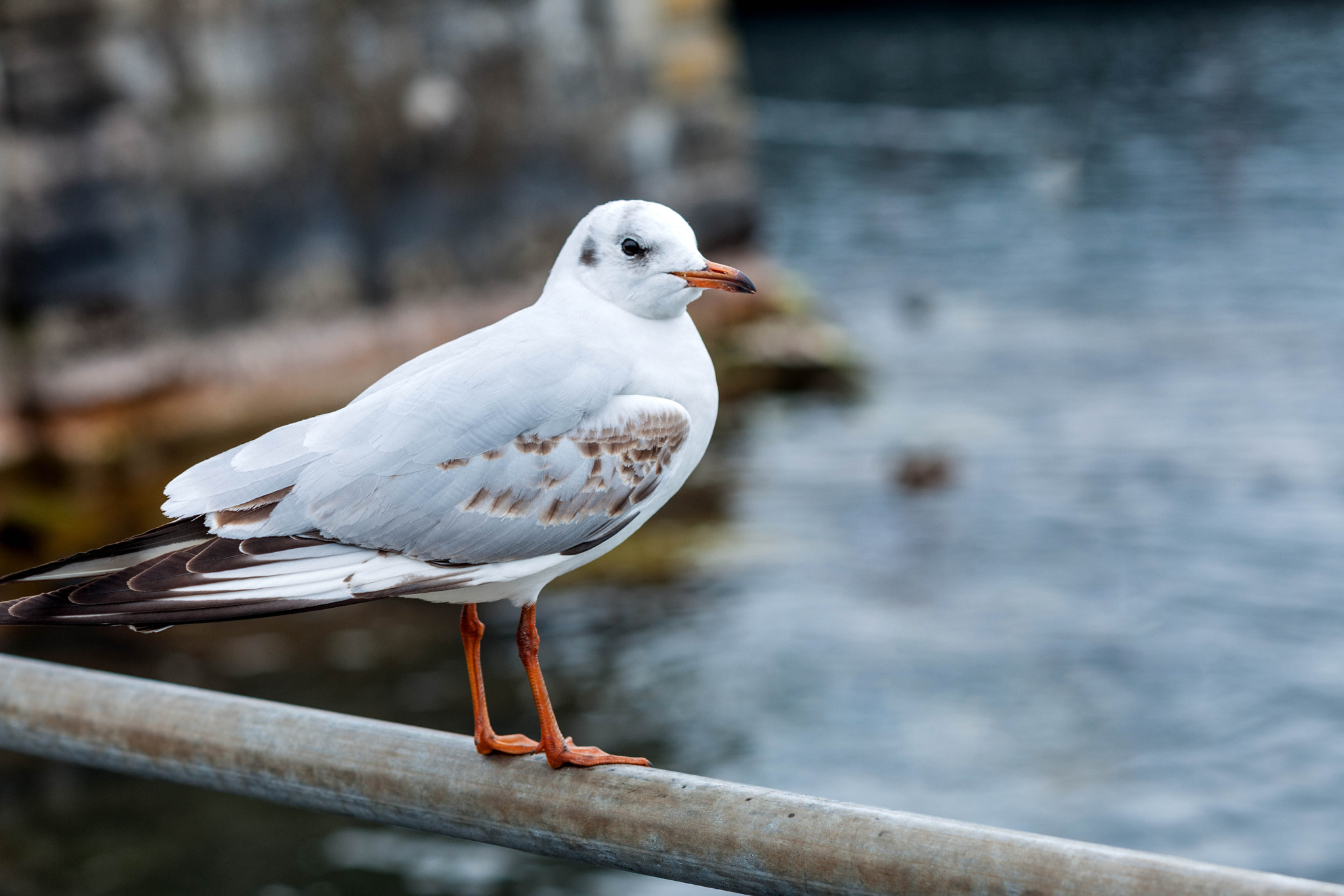 Nikon D3X + Nikon AF Nikkor 105mm F2D DC sample photo. Lonely hometown seagull photography