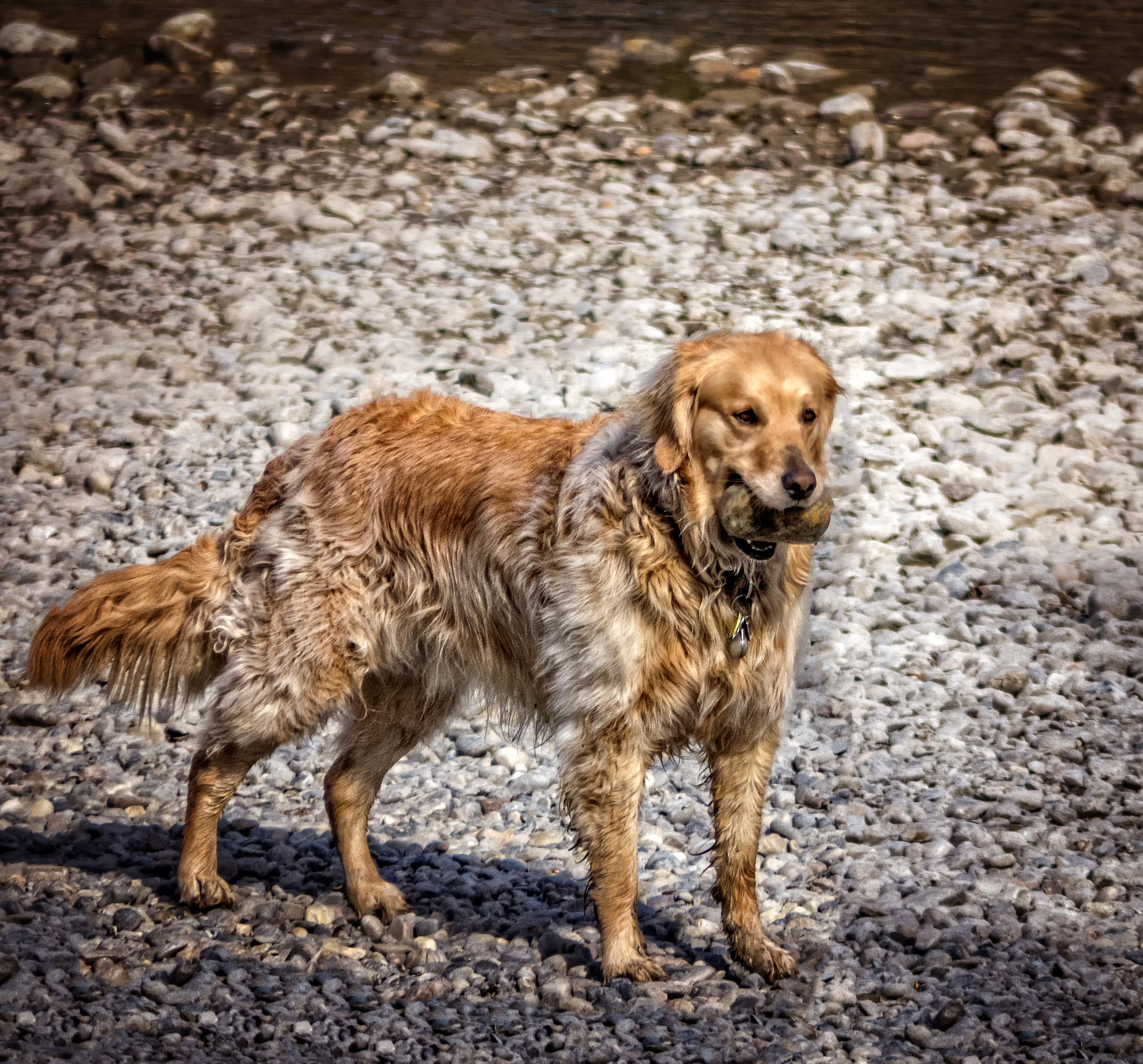 Panasonic Lumix G Vario 45-200mm F4-5.6 OIS sample photo. Rock hound photography