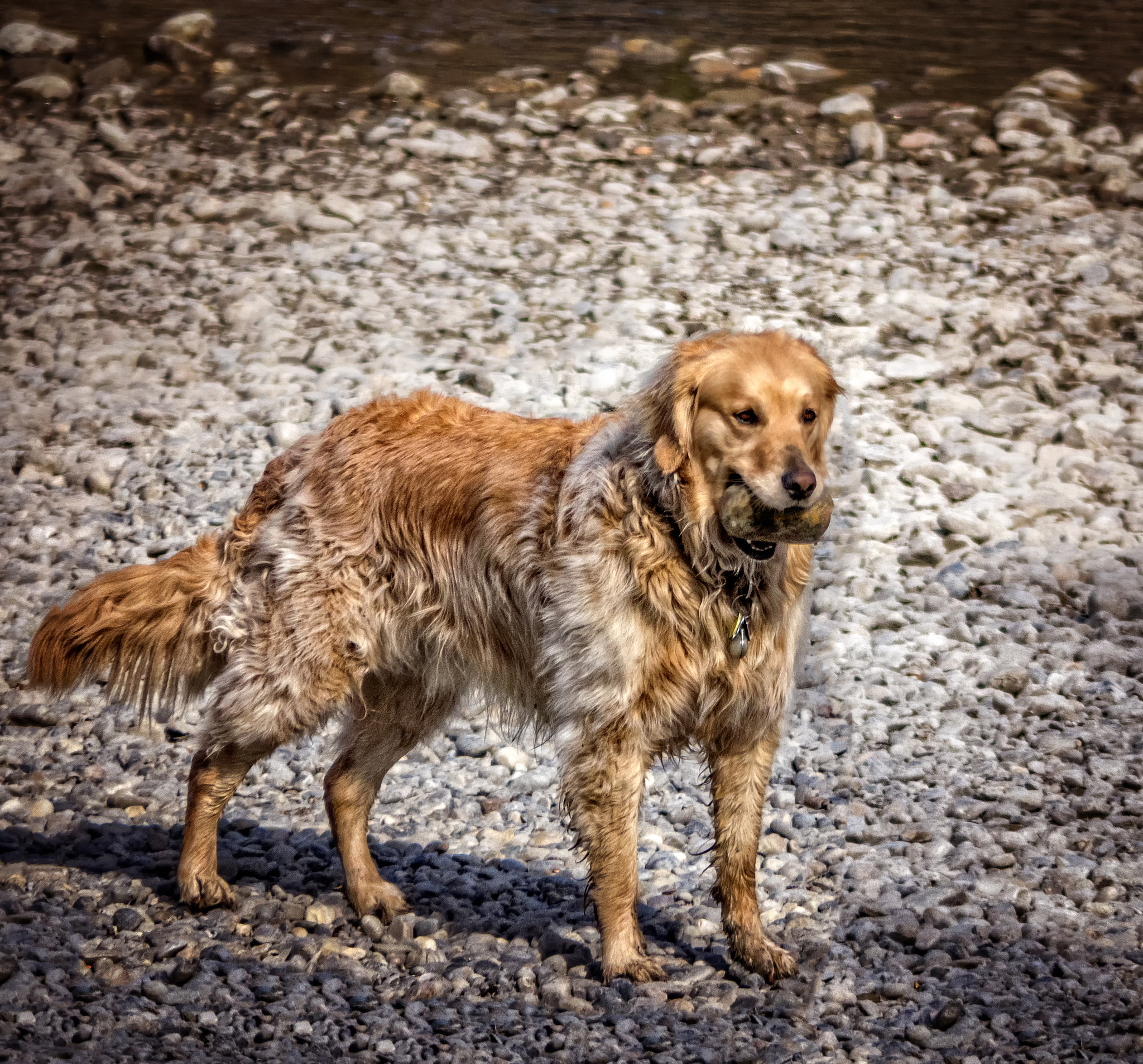 Olympus OM-D E-M1 + Panasonic Lumix G Vario 45-200mm F4-5.6 OIS sample photo. Rock hound photography